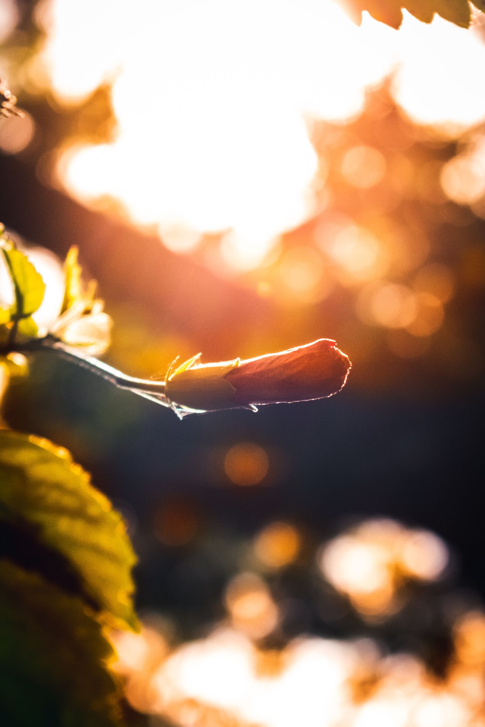 Nikon D3400 sample photo. Flower, orange, green photography
