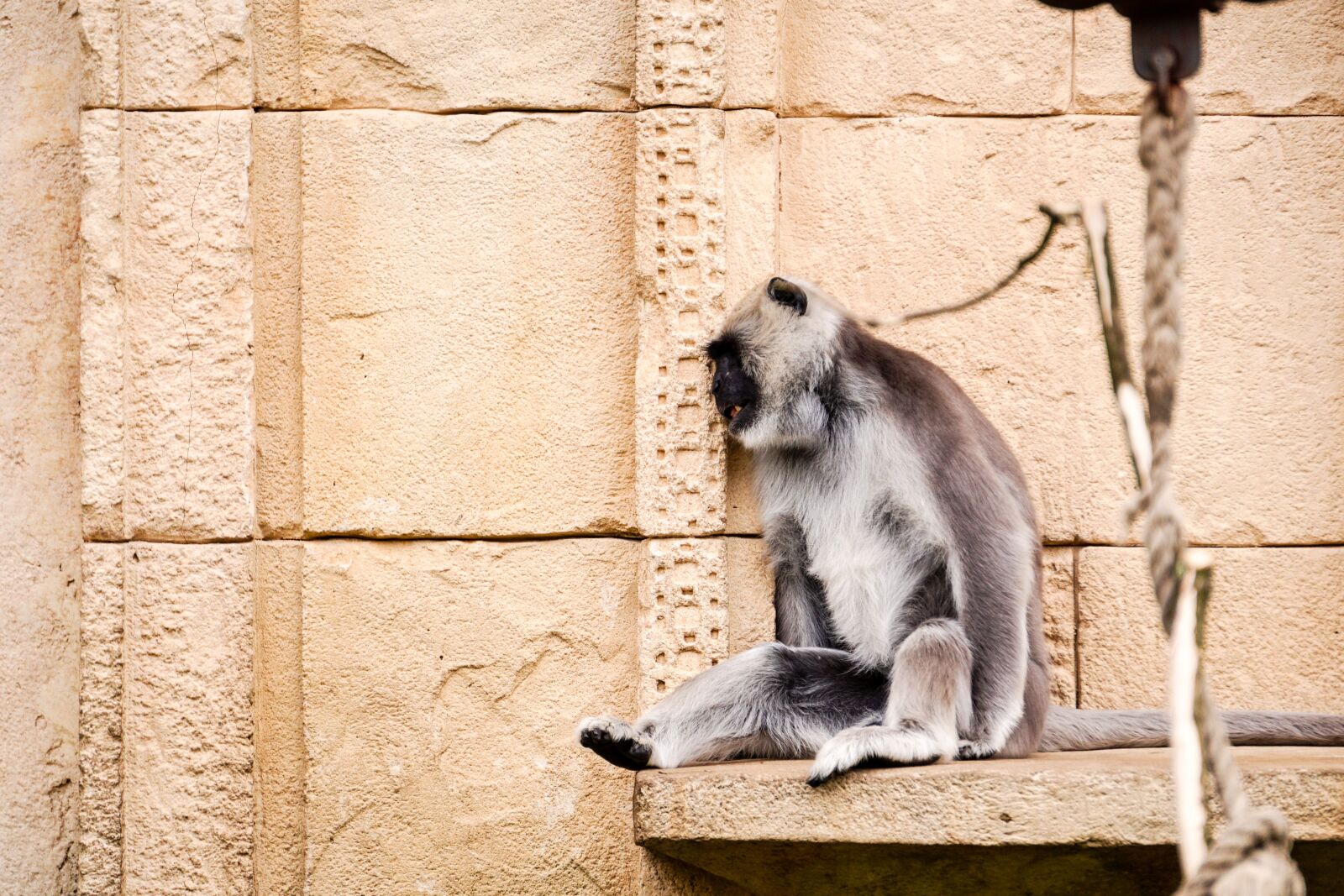 Sony E 55-210mm F4.5-6.3 OSS sample photo. Hulman-langur, monkey, grey photography