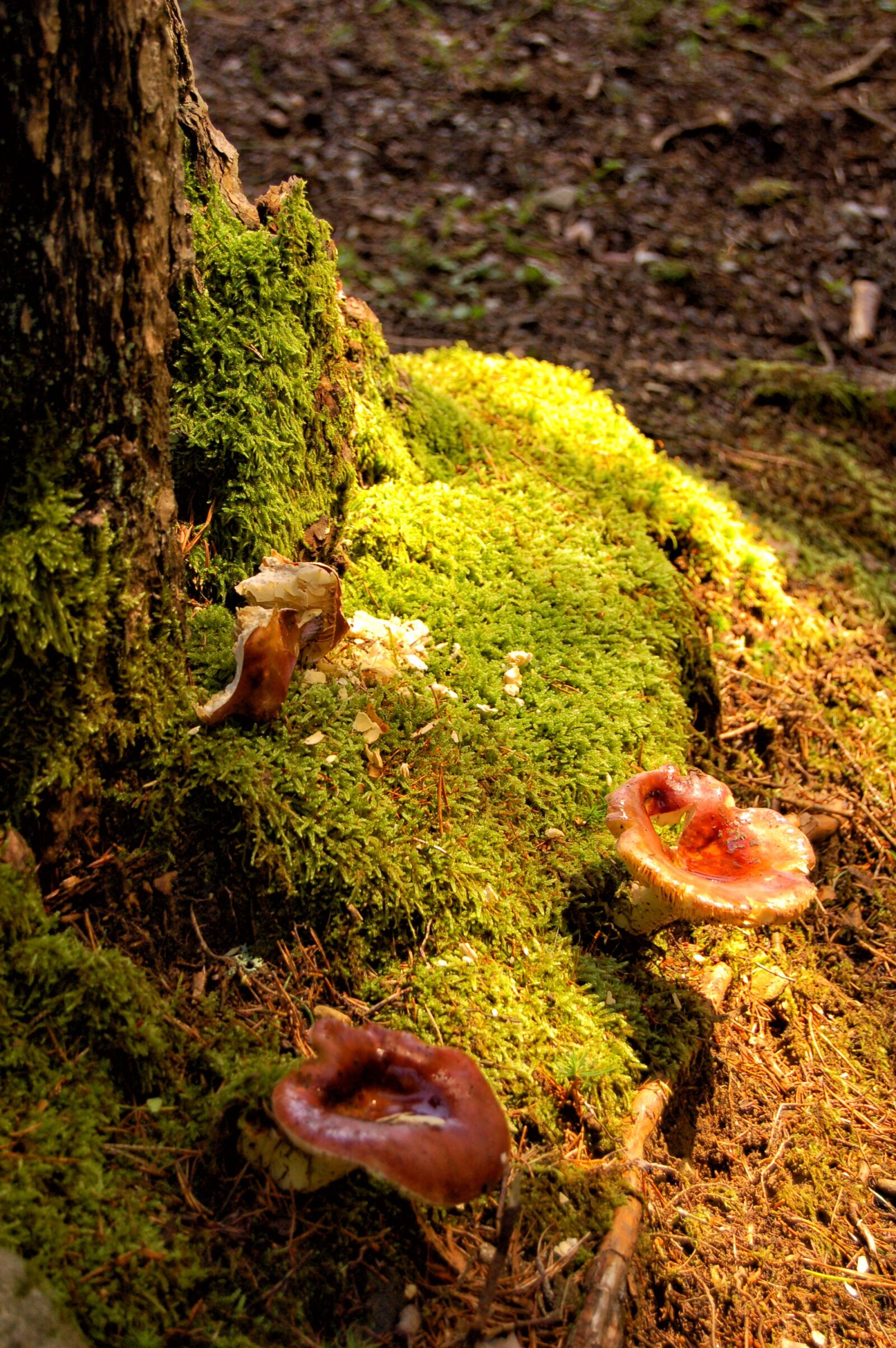 Nikon D50 sample photo. Mushrooms, forest, forest floor photography