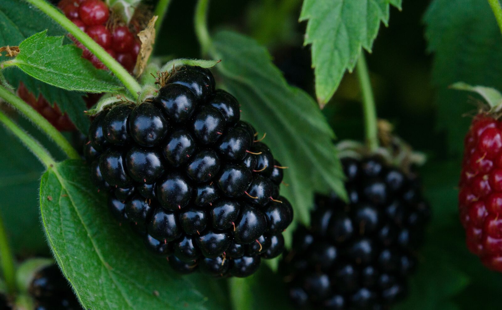 Nikon D7000 sample photo. Blackberry, blackberries, berries photography