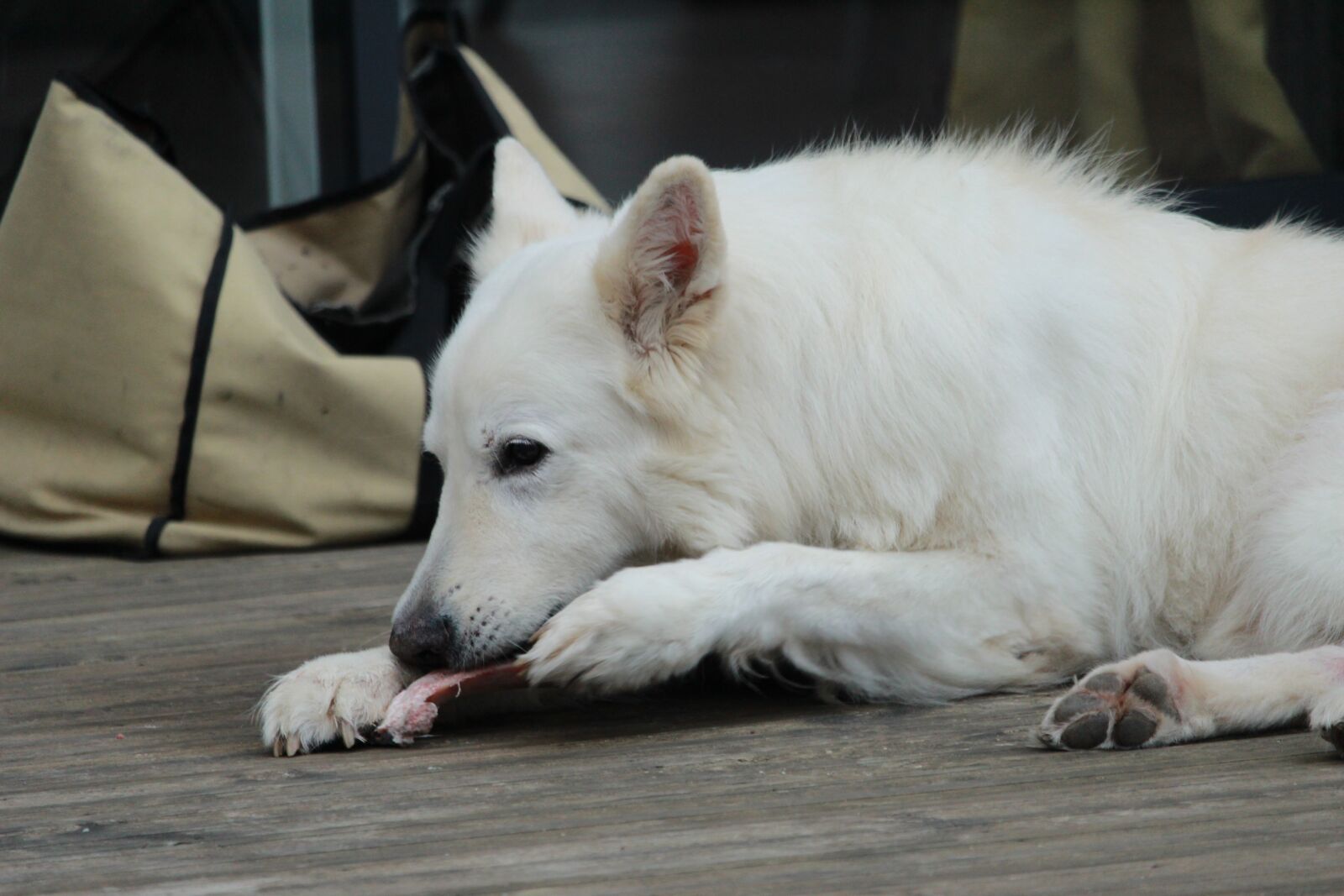 Canon EOS 1200D (EOS Rebel T5 / EOS Kiss X70 / EOS Hi) sample photo. Swiss white shepherd, dog photography