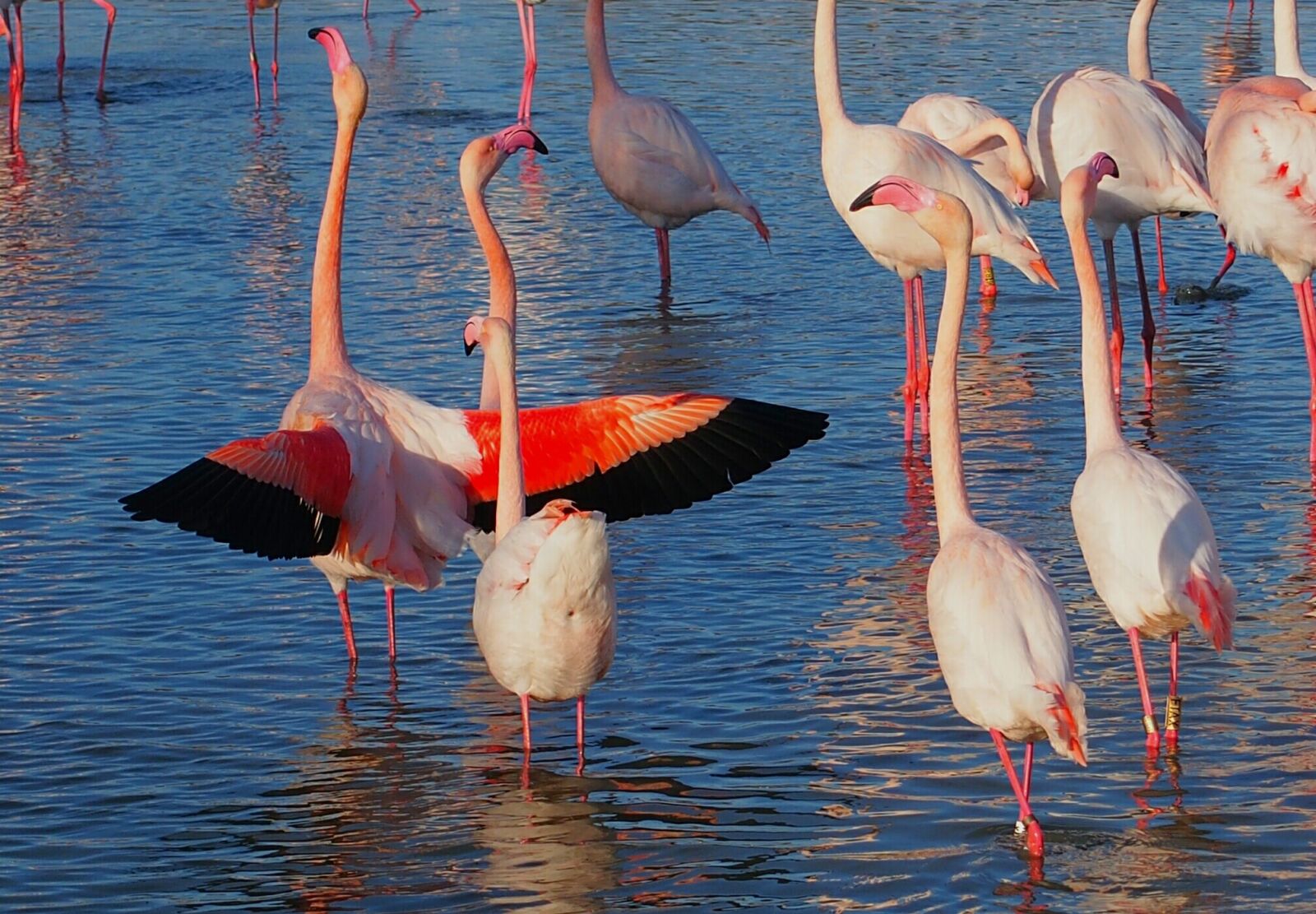 Olympus PEN E-PL6 sample photo. Flamingos, color, birds photography