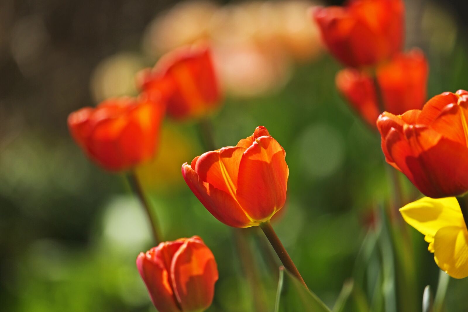 Canon EF-S 55-250mm F4-5.6 IS STM sample photo. Tulips, early bloomer, spring photography