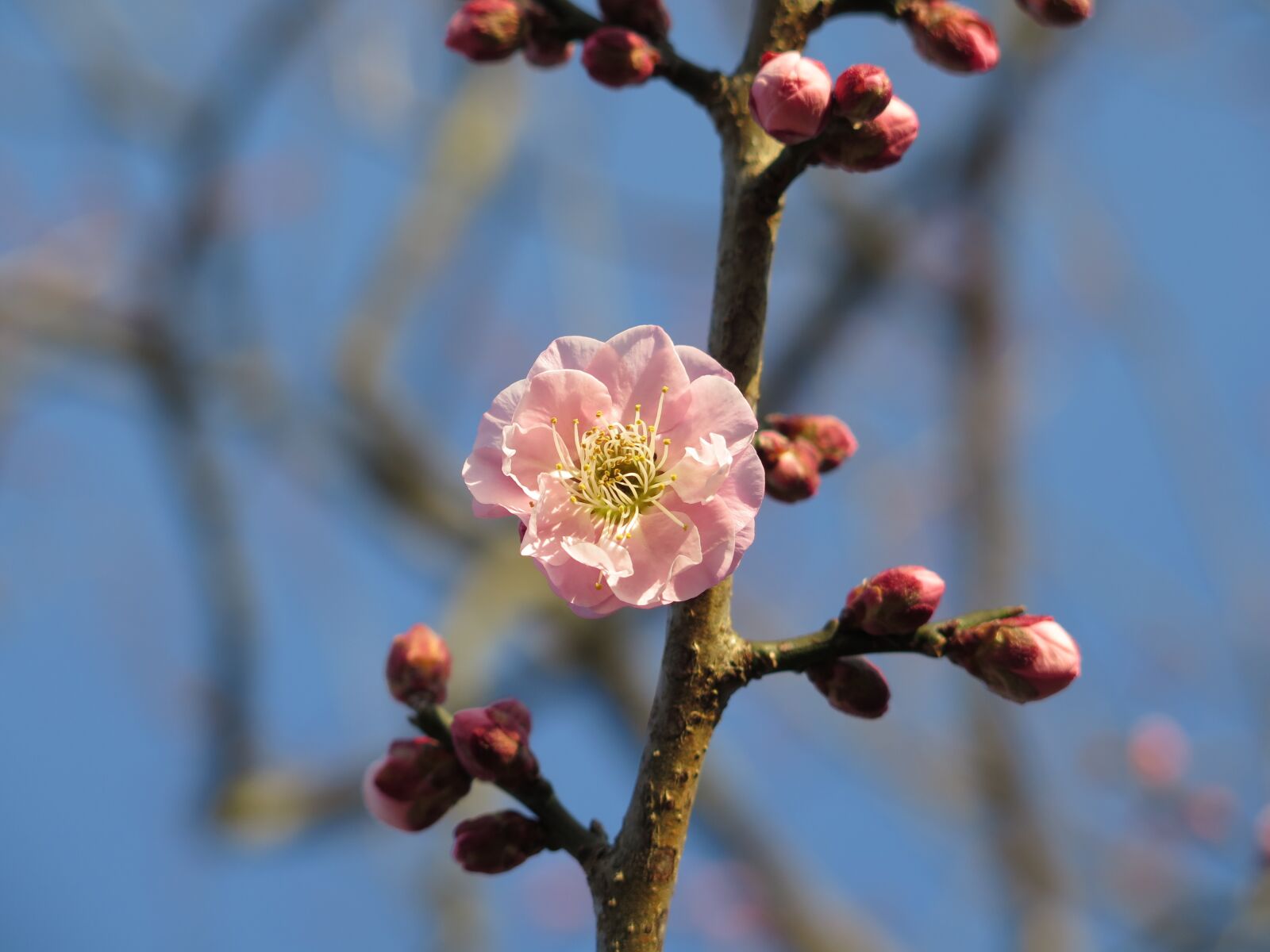 Canon PowerShot G16 sample photo. Plum, blossom, plum blossom photography