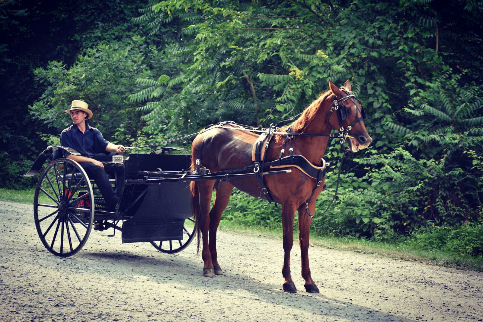 Nikon D5600 sample photo. Horse, cart, carriage photography