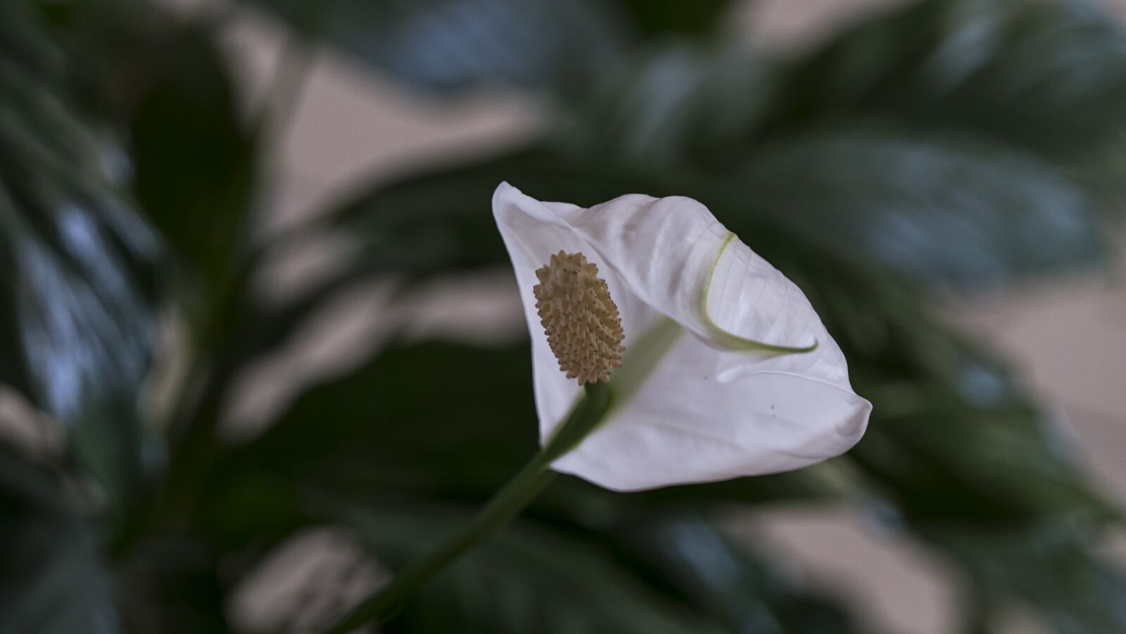 Panasonic Lumix DMC-FZ2500 (Lumix DMC-FZ2000) sample photo. Blossom, bloom, white photography