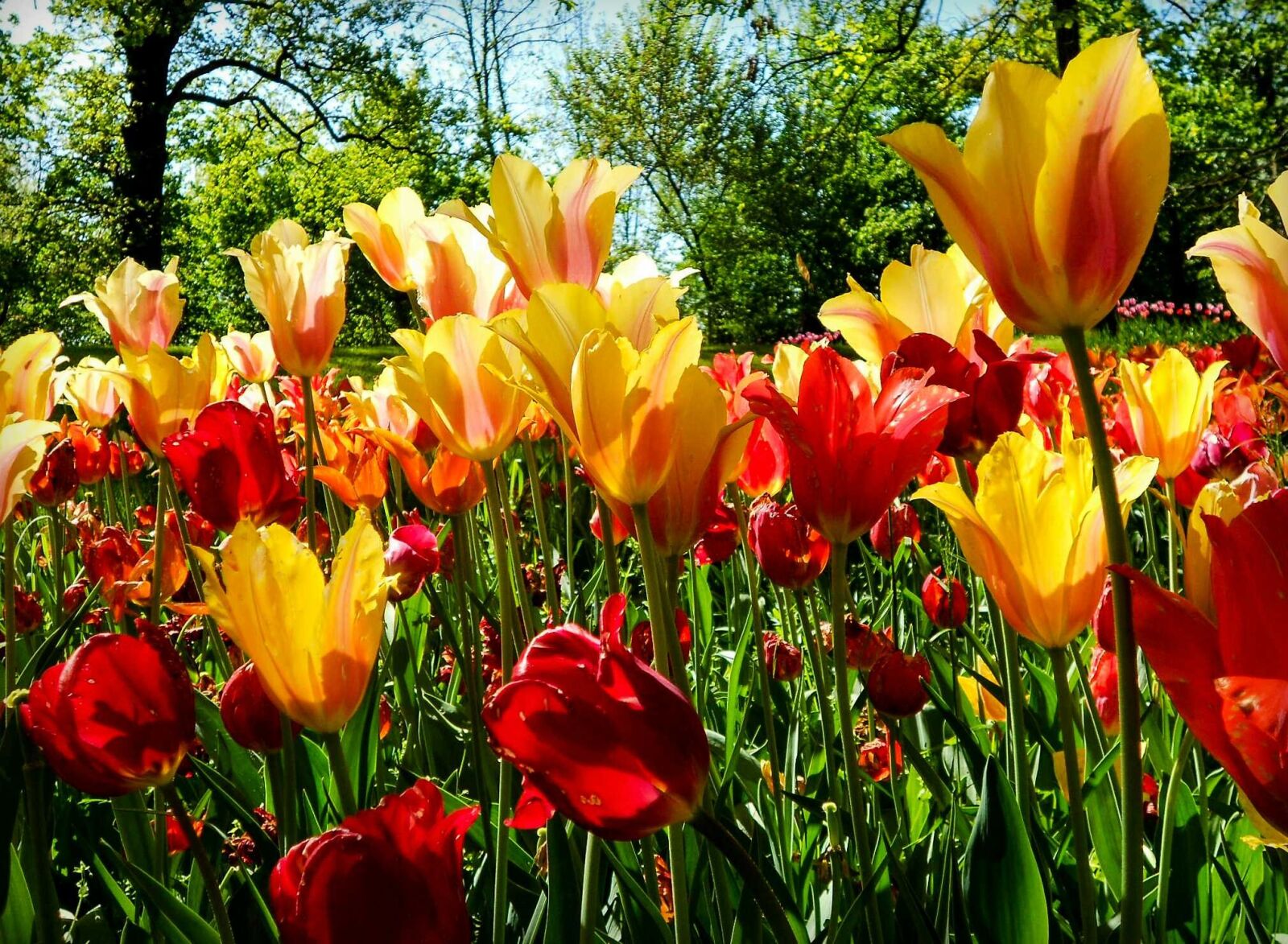 Nikon Coolpix S3100 sample photo. Flower, flowers, tulip photography