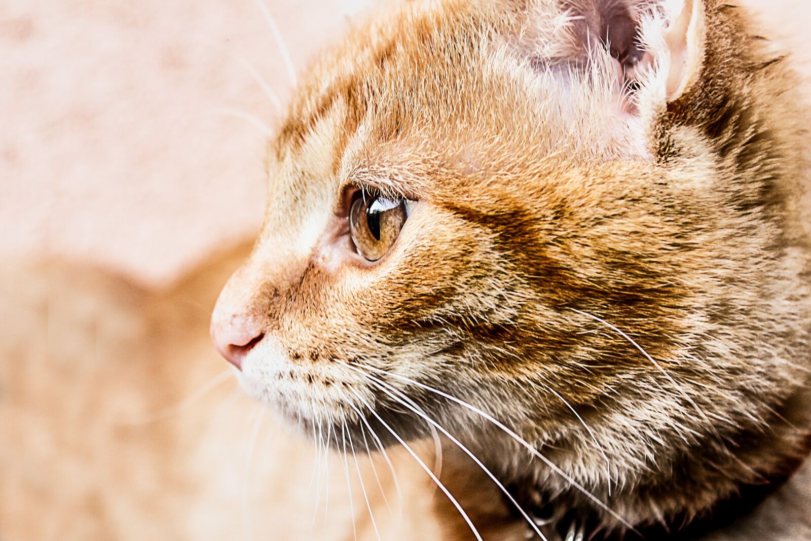 Canon EOS 600D (Rebel EOS T3i / EOS Kiss X5) sample photo. Cat, fur, animal photography