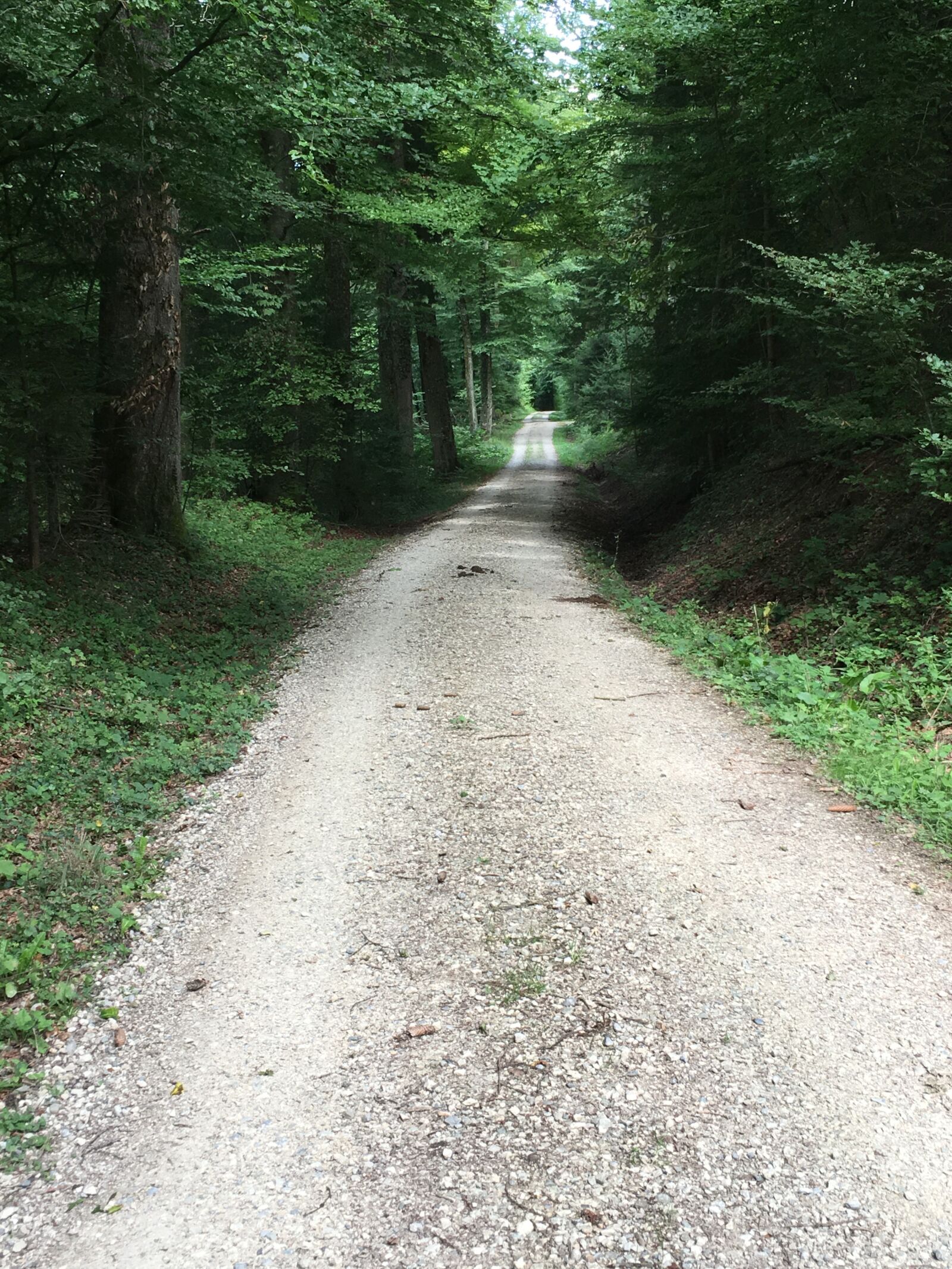 Apple iPhone 6s Plus sample photo. Away, forest, nature photography