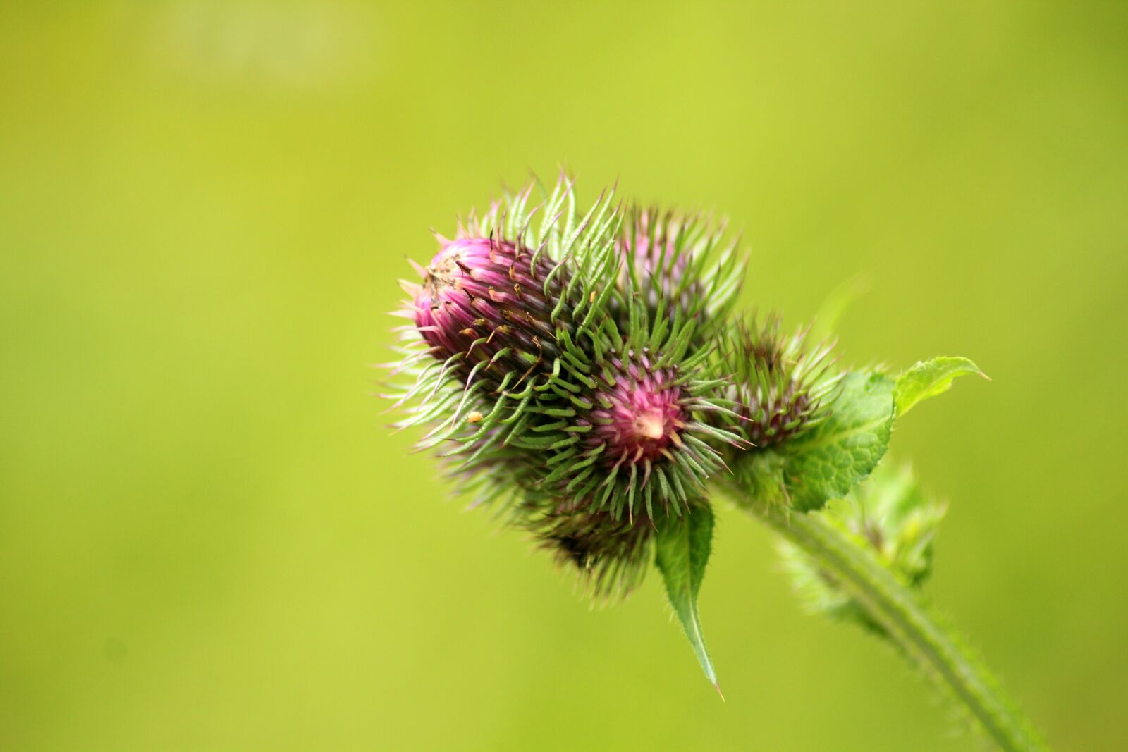 Canon EOS 1200D (EOS Rebel T5 / EOS Kiss X70 / EOS Hi) sample photo. Thistle, burdock, plant photography