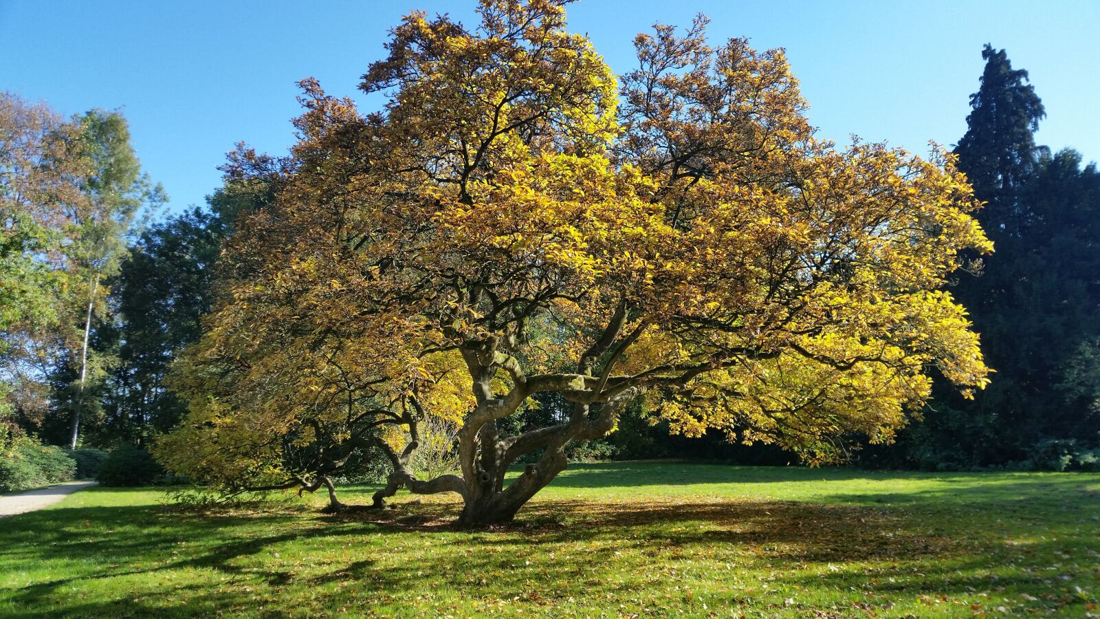 Samsung Galaxy S5 sample photo. Magnolia, tree, light photography