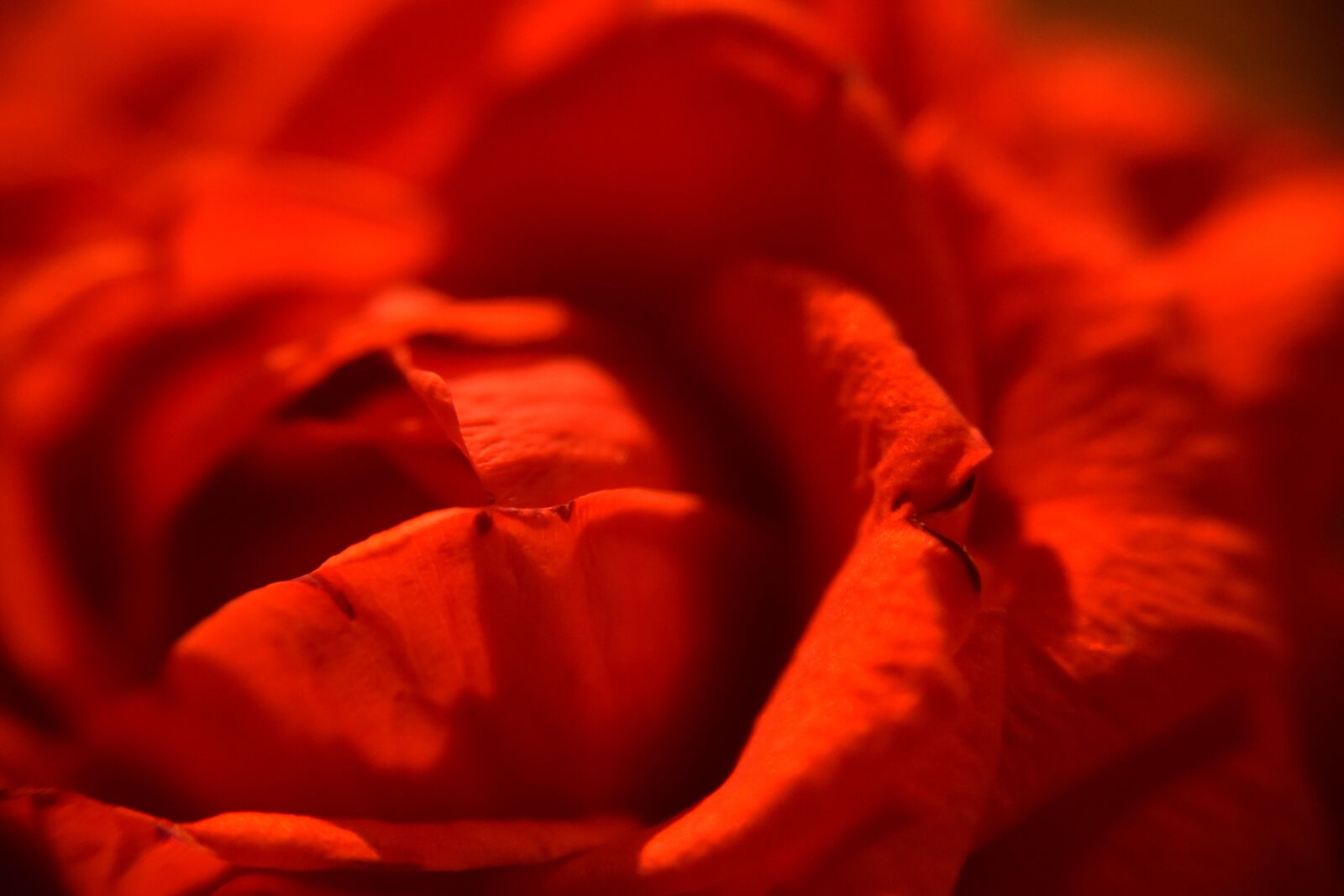 Nikon D3300 sample photo. Soft, gentle, flowers photography