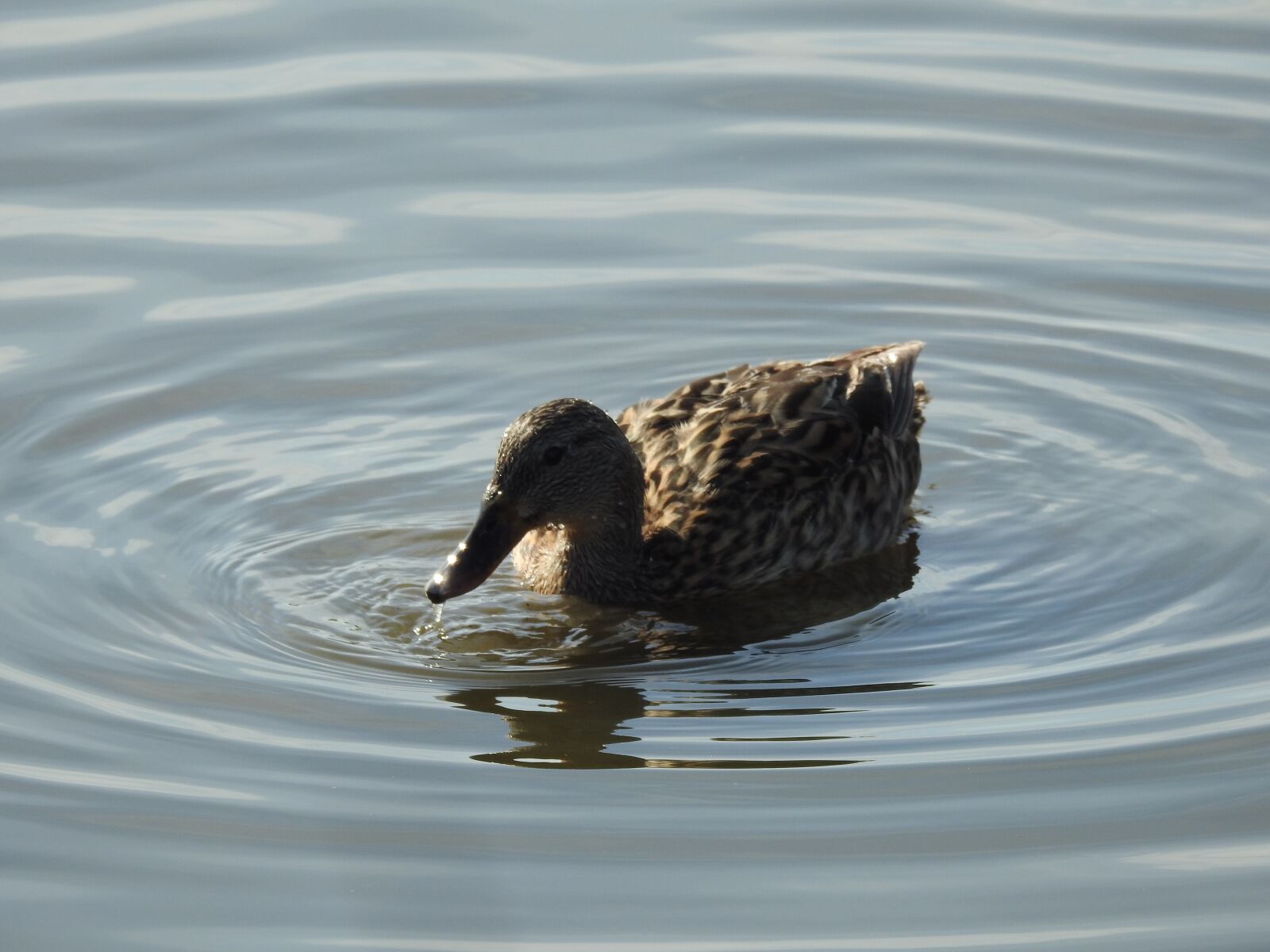 Nikon Coolpix P900 sample photo. Duck, nature, bird photography