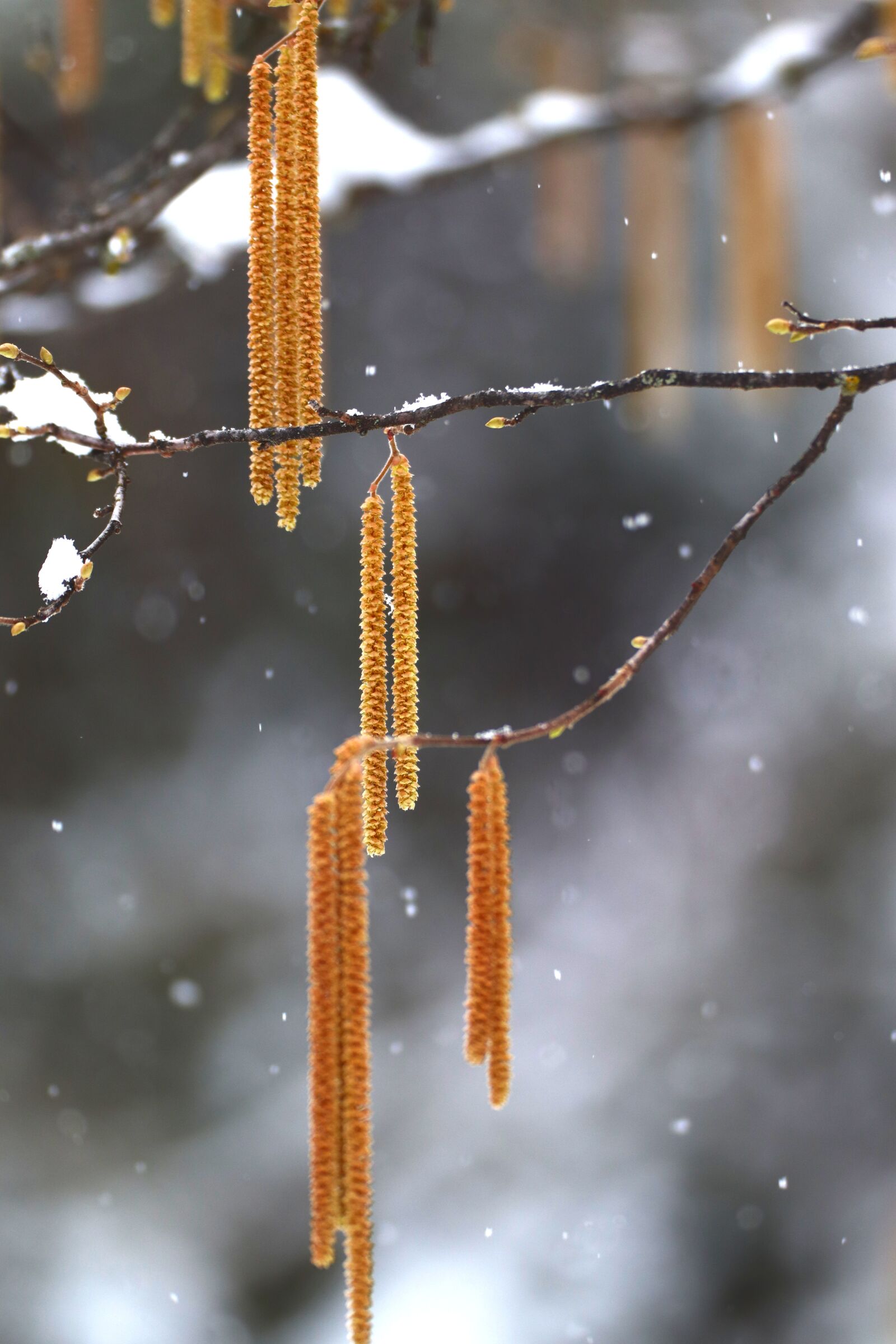 Canon EOS 200D (EOS Rebel SL2 / EOS Kiss X9) sample photo. Snow, branch, winter photography