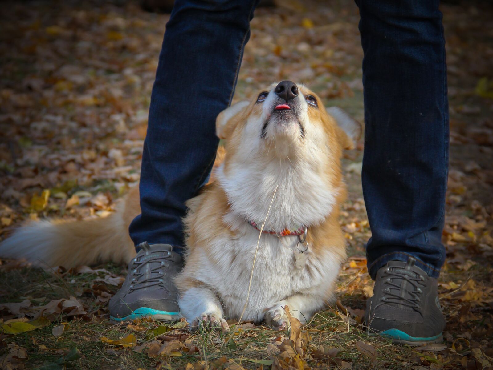 Canon EOS 550D (EOS Rebel T2i / EOS Kiss X4) sample photo. Dog, corgi, shepherd photography