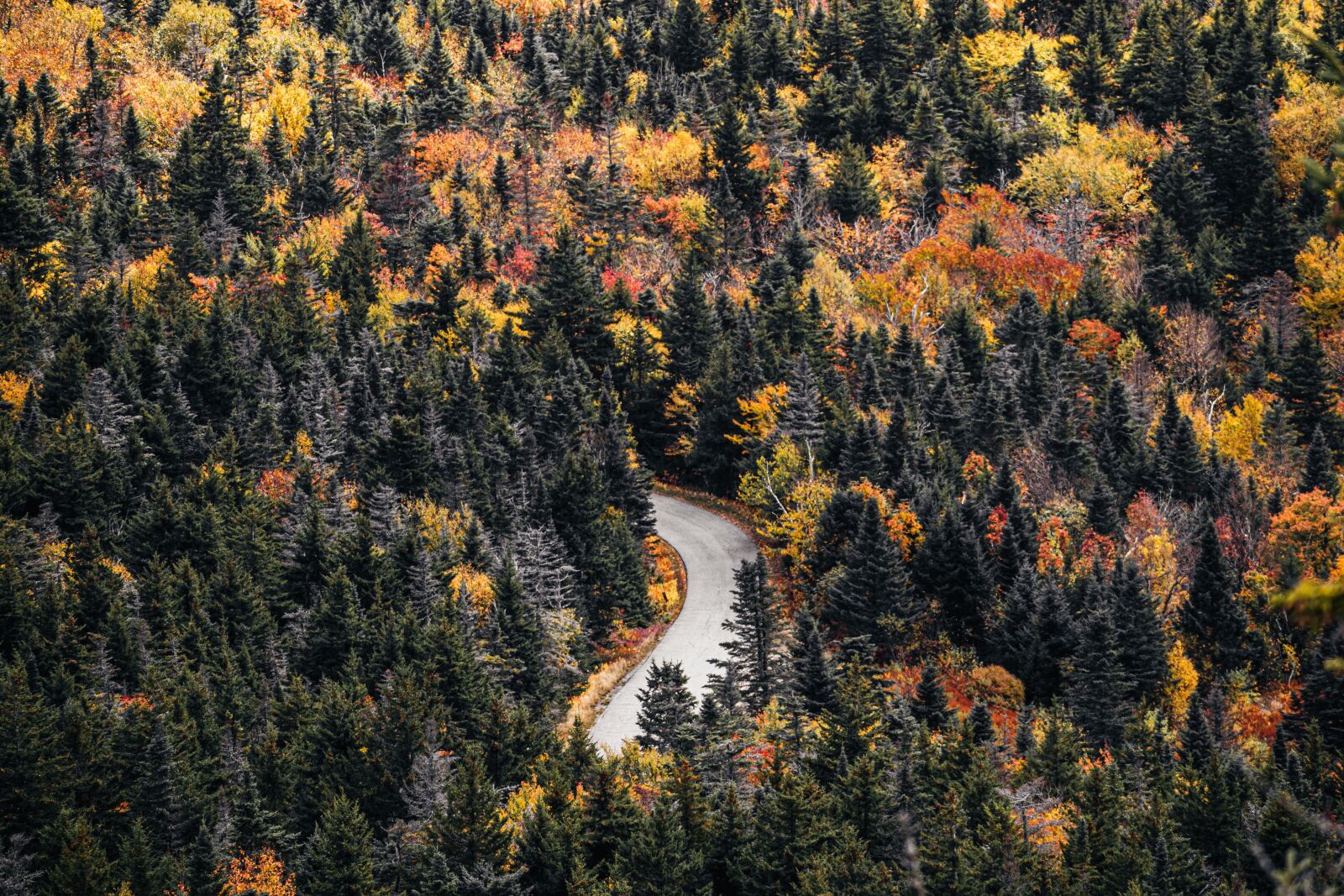 Nikon D5600 sample photo. Road, trees, forest photography