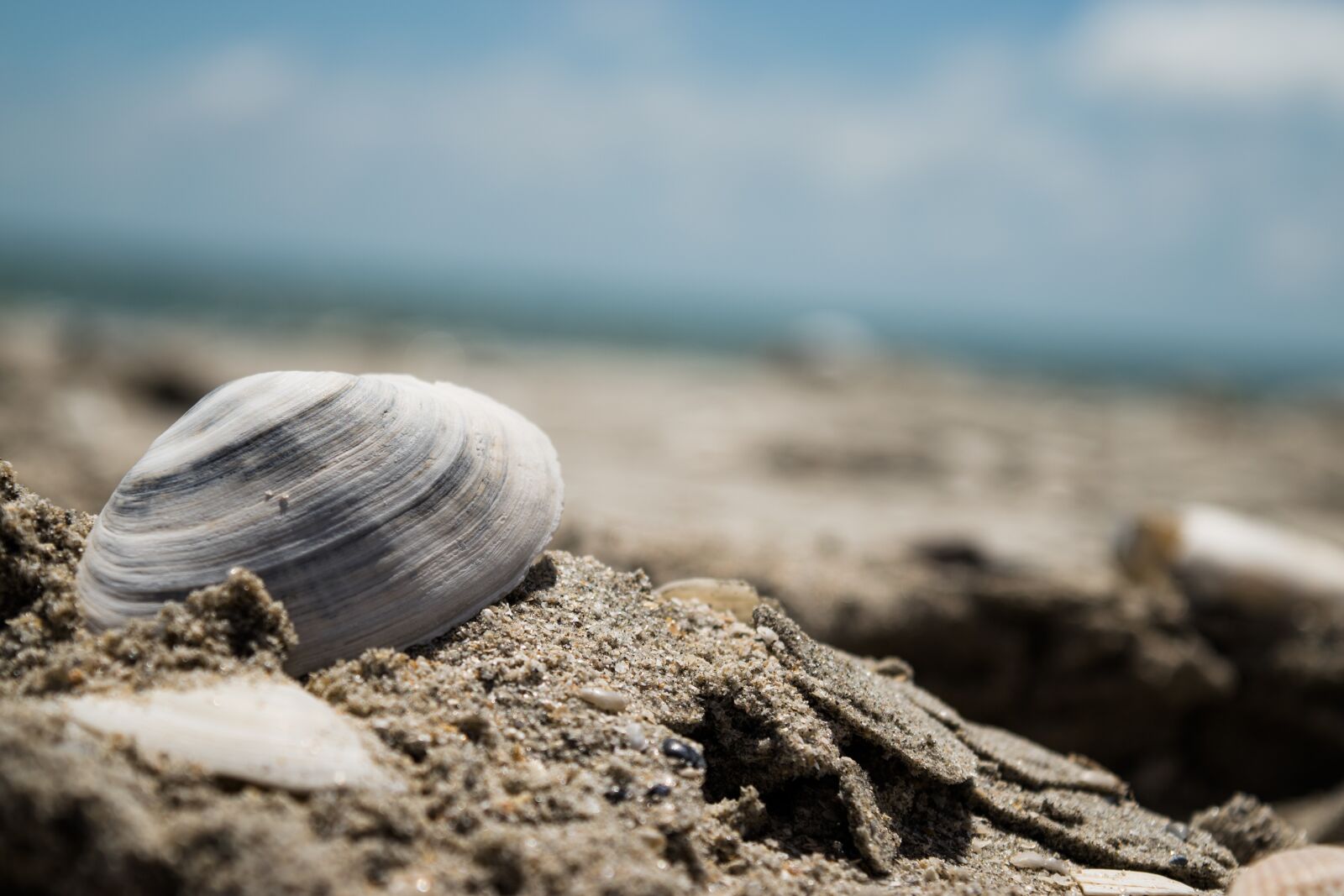 Nikon D5500 sample photo. Withe, seashell, summer photography