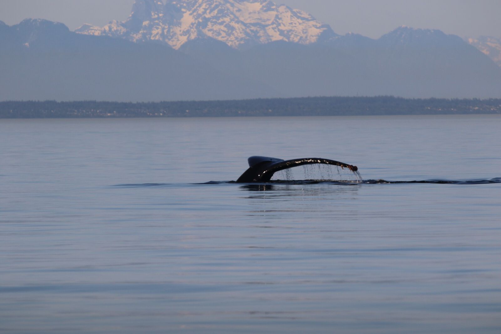 150-600mm F5-6.3 DG OS HSM | Contemporary 015 sample photo. Humpback, whale tail, mountain photography