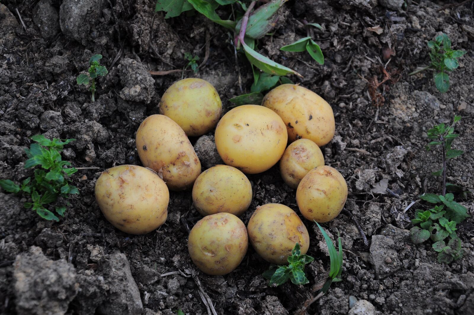 Nikon D90 sample photo. Potato, potato pictures, official photography