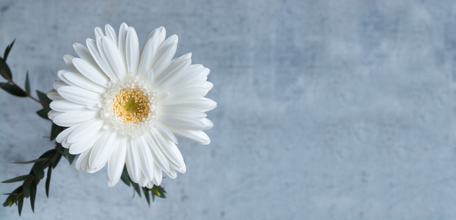 Nikon D7100 sample photo. Gerbera, white gerbera, flower photography