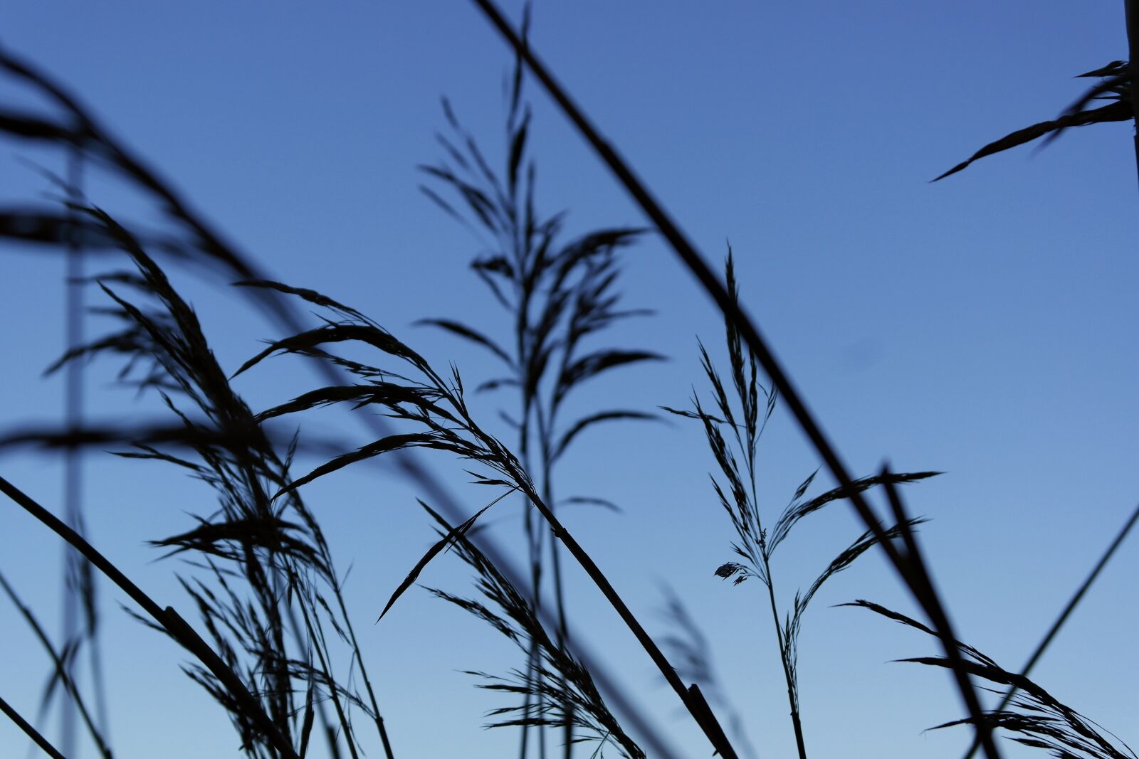 Samsung NX1000 sample photo. Reed, waterfront, water photography
