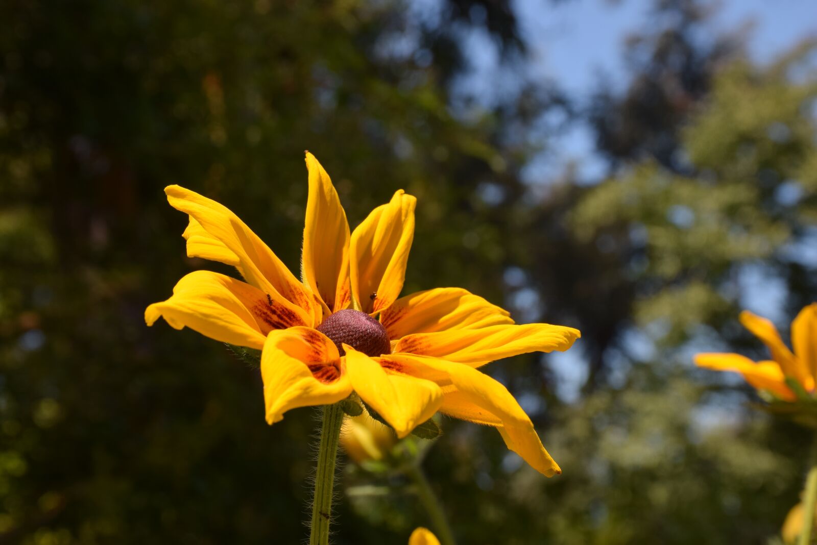 Nikon D5300 sample photo. Flower, yellow, garden photography