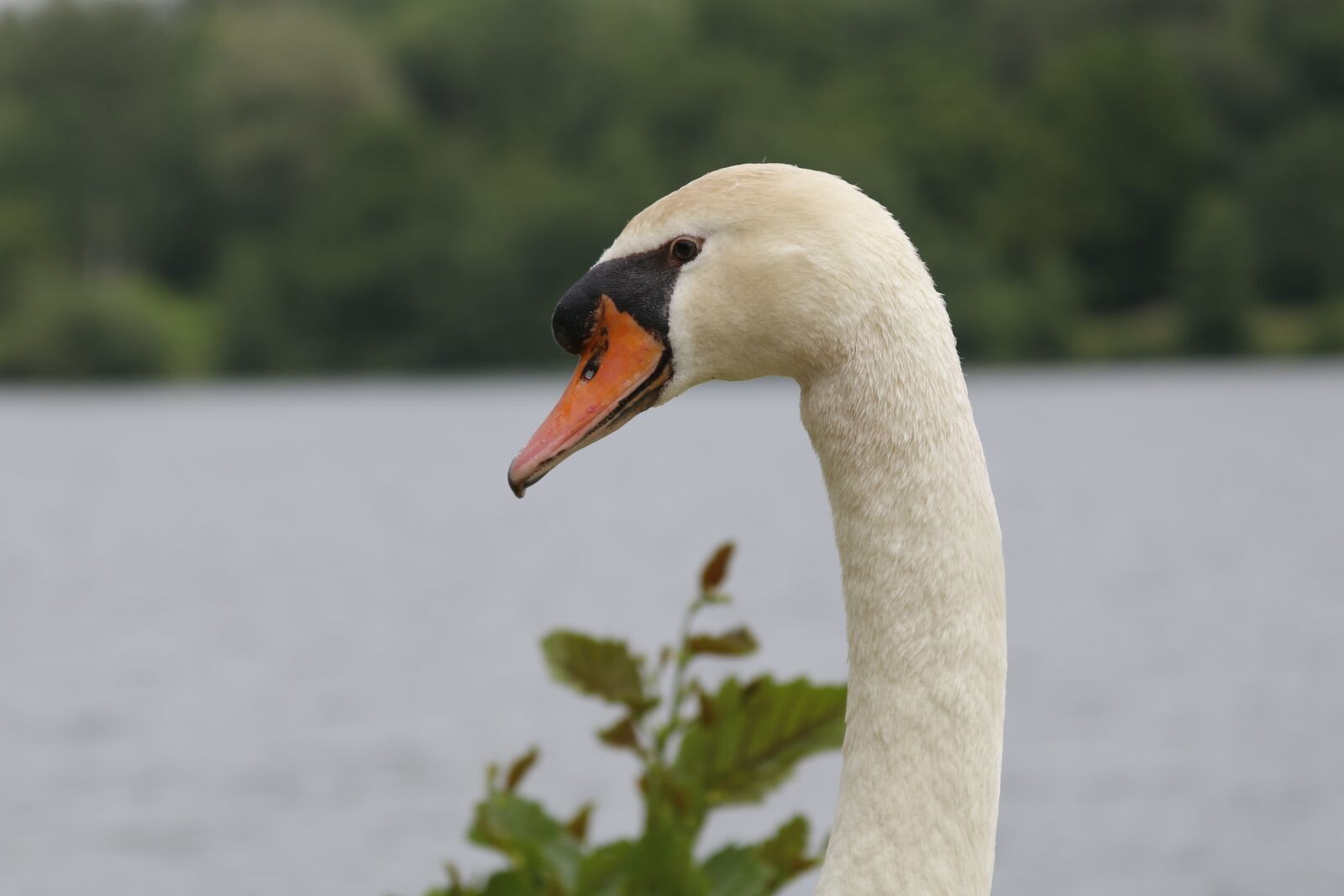 Canon EOS 70D + Canon EF 28-135mm F3.5-5.6 IS USM sample photo. Swan, head, white photography