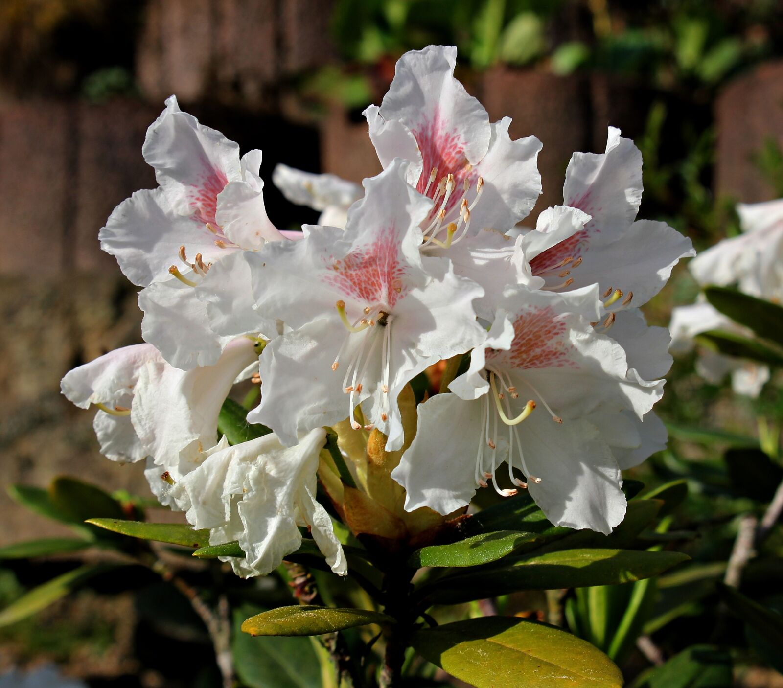 Canon EOS 550D (EOS Rebel T2i / EOS Kiss X4) sample photo. Rhododendron, flower, garden photography