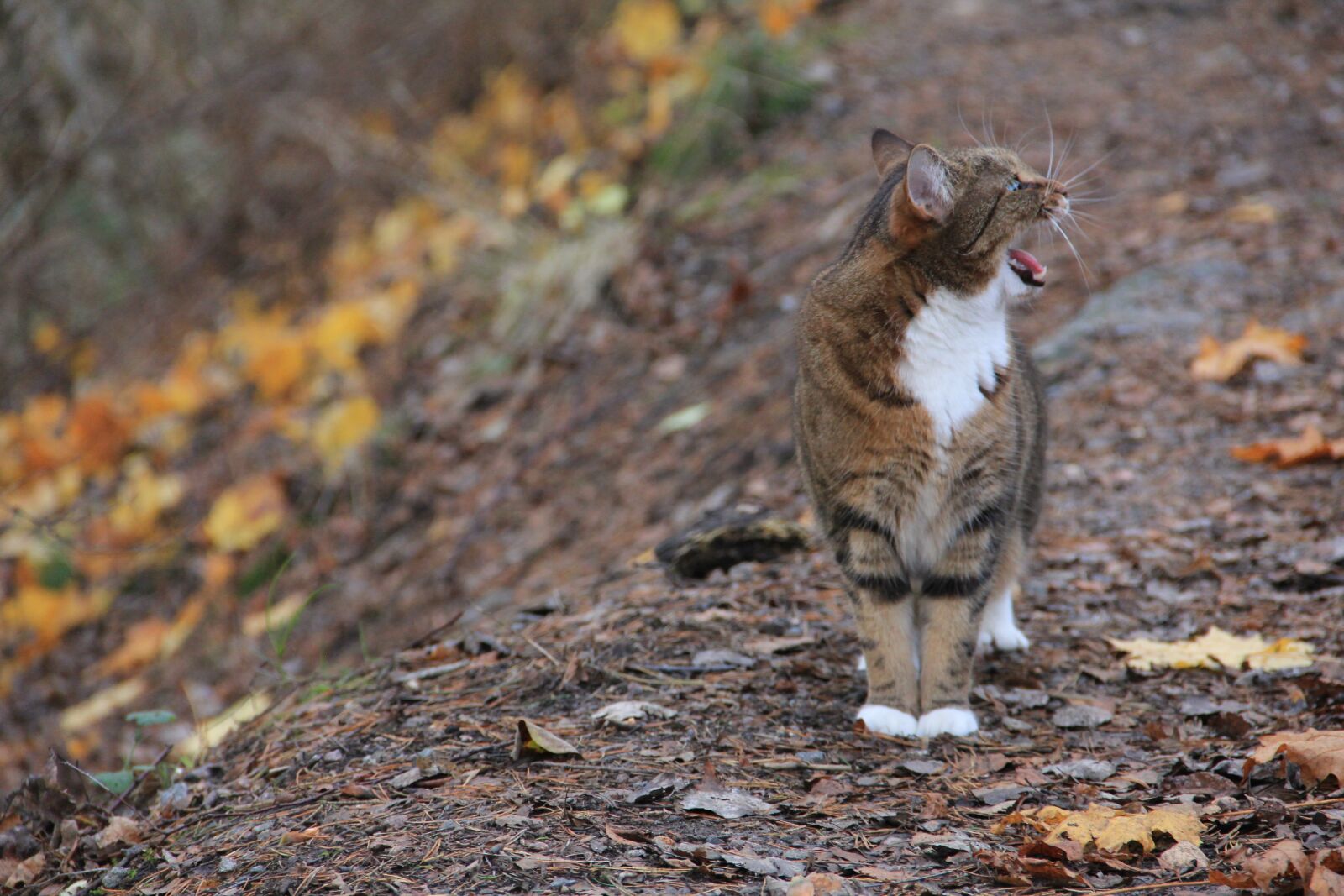 Canon EOS 60D sample photo. Nature, animals, outdoor photography