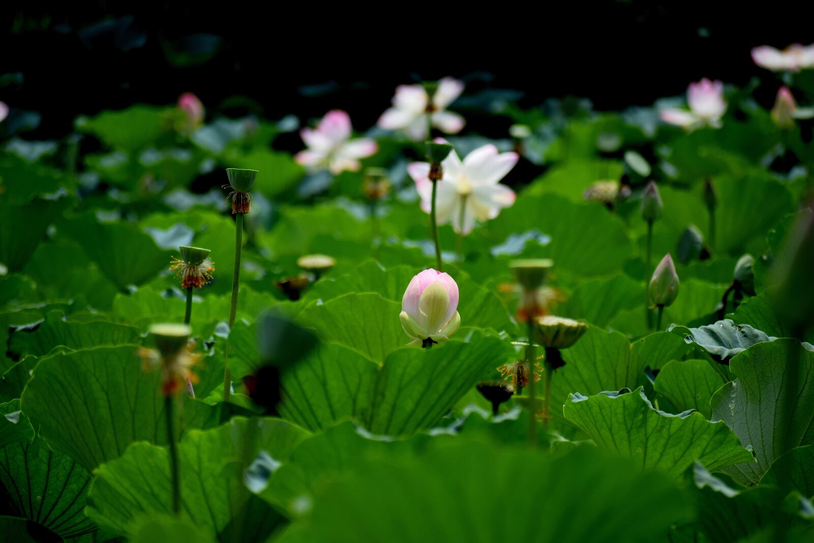 Nikon D3300 sample photo. Lotus, pond, flowers photography