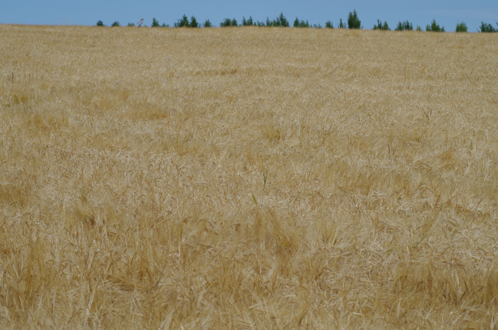 Pentax K-500 sample photo. Field, barley, plow photography