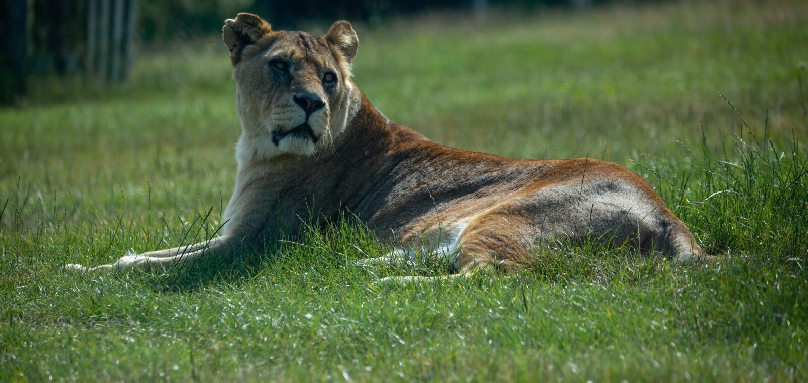 150-600mm F5-6.3 DG OS HSM | Contemporary 015 sample photo. Lioness, lion, central africa photography