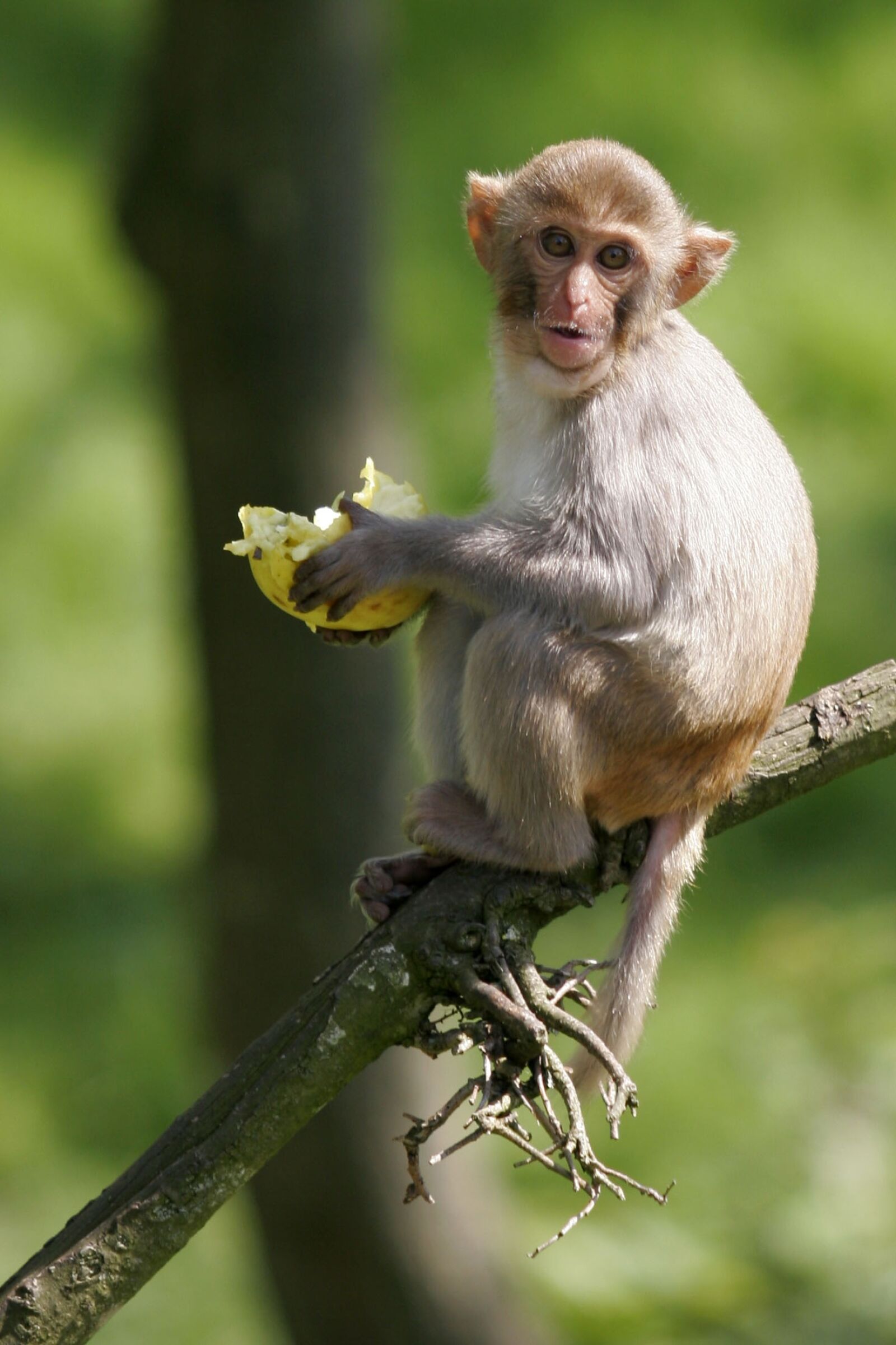 Canon EOS 20D sample photo. Fauna, monkey, nature photography