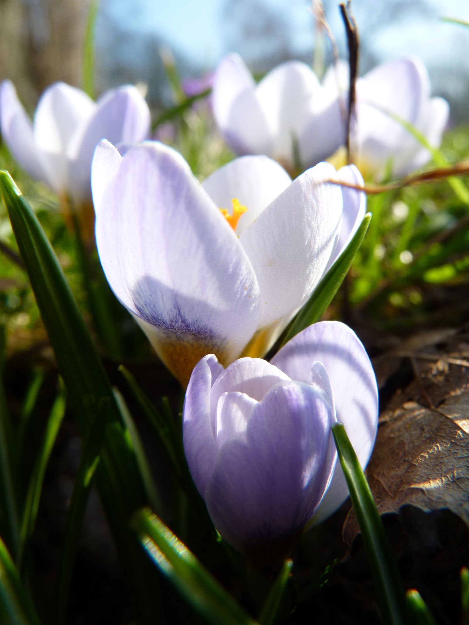 Panasonic Lumix DMC-FZ35 (Lumix DMC-FZ38) sample photo. Crocus, spring, flower photography