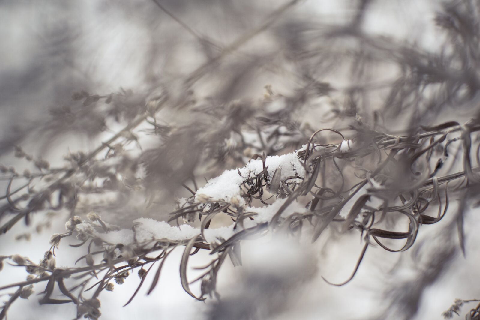Nikon D5300 sample photo. Snow, winter, plants photography
