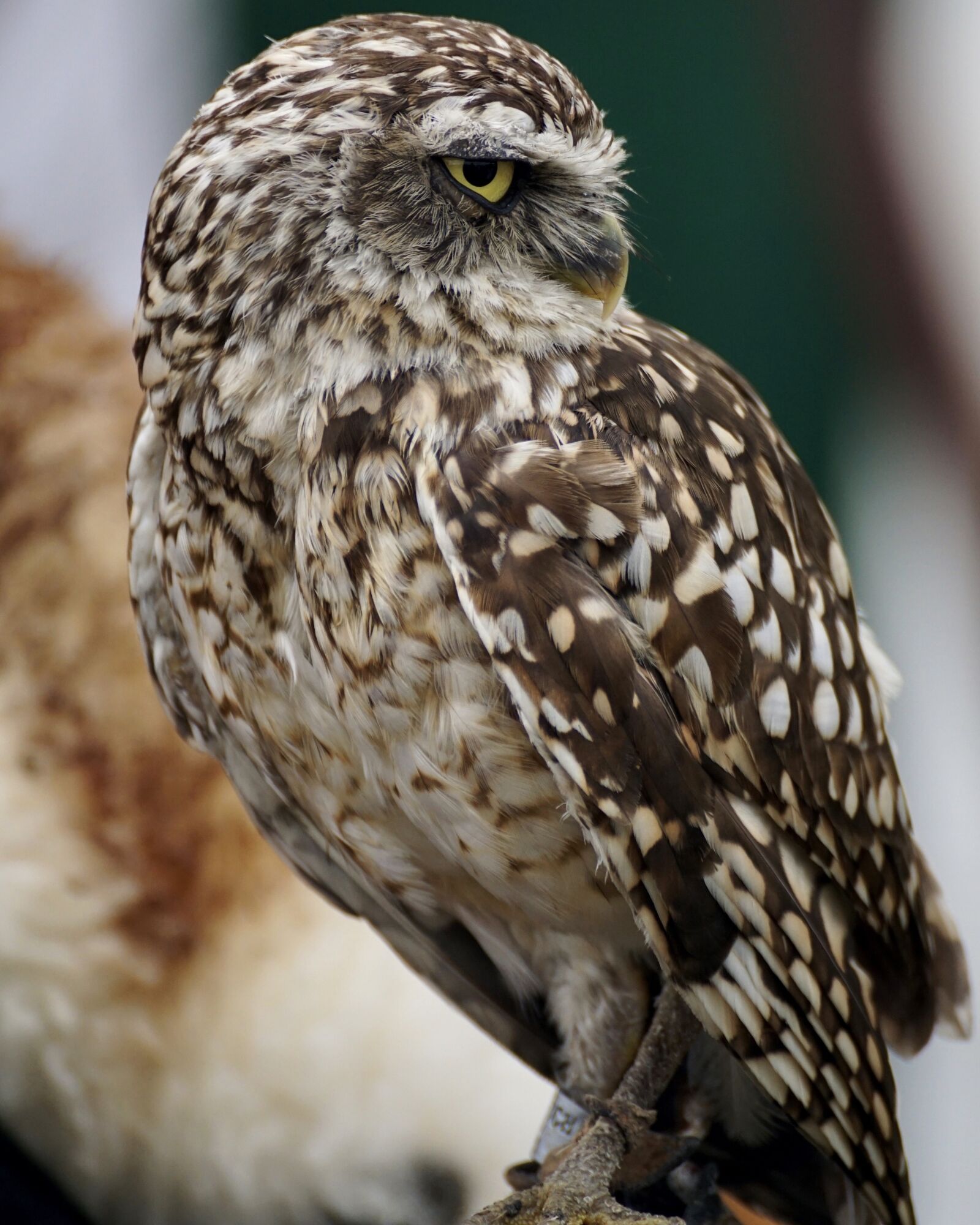 Sony DT 55-300mm F4.5-5.6 SAM sample photo. Burrowing, owl, animal world photography