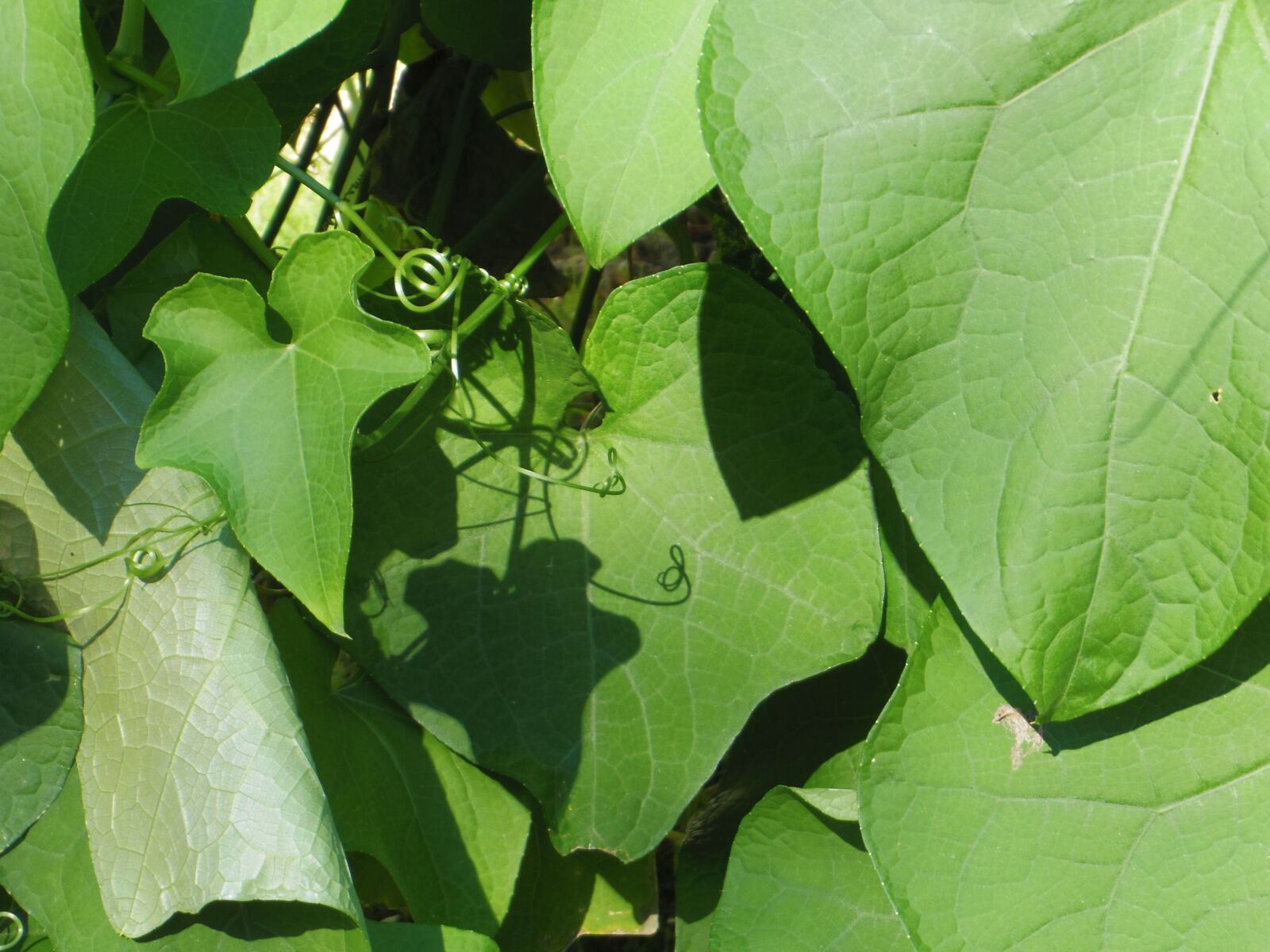 Pentax 02 Standard Zoom sample photo. Chayote, mexican, squash, plant photography