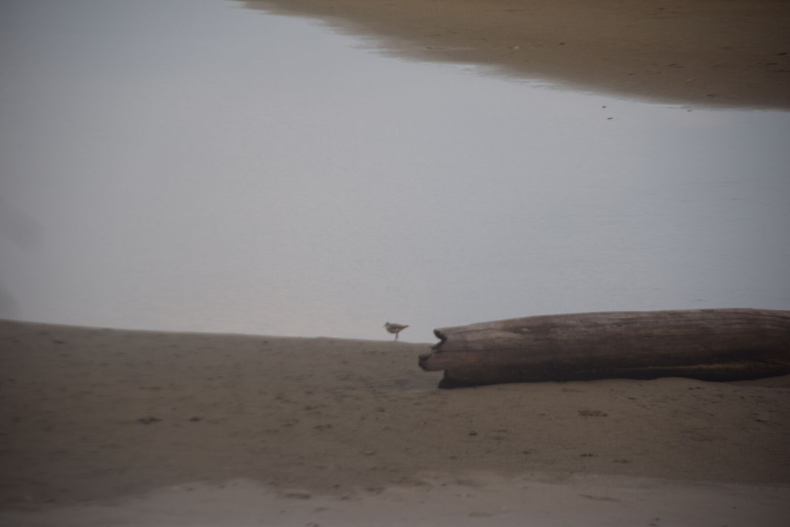 Nikon D3300 + Nikon AF-S DX Nikkor 18-135mm F3.5-5.6G ED-IF sample photo. Alone, beach, bird, lonely photography