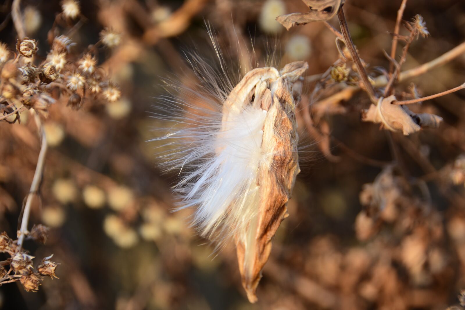 Nikon D7200 sample photo. Nature, plants, fruit photography
