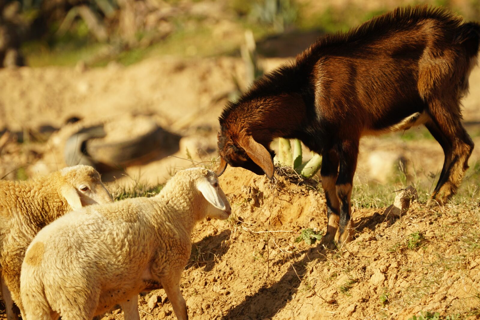 Sony FE 70-300mm F4.5-5.6 G OSS sample photo. Sheep, goat, animals photography