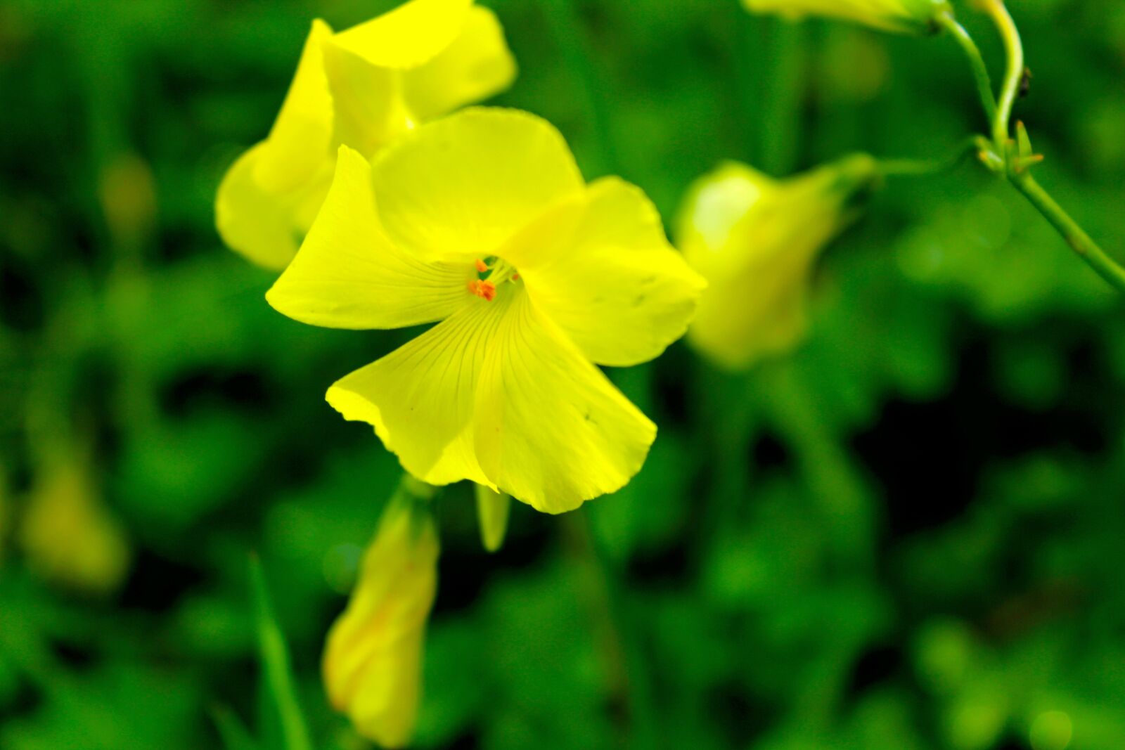 Canon EOS 1300D (EOS Rebel T6 / EOS Kiss X80) sample photo. Nature, flower, plant photography