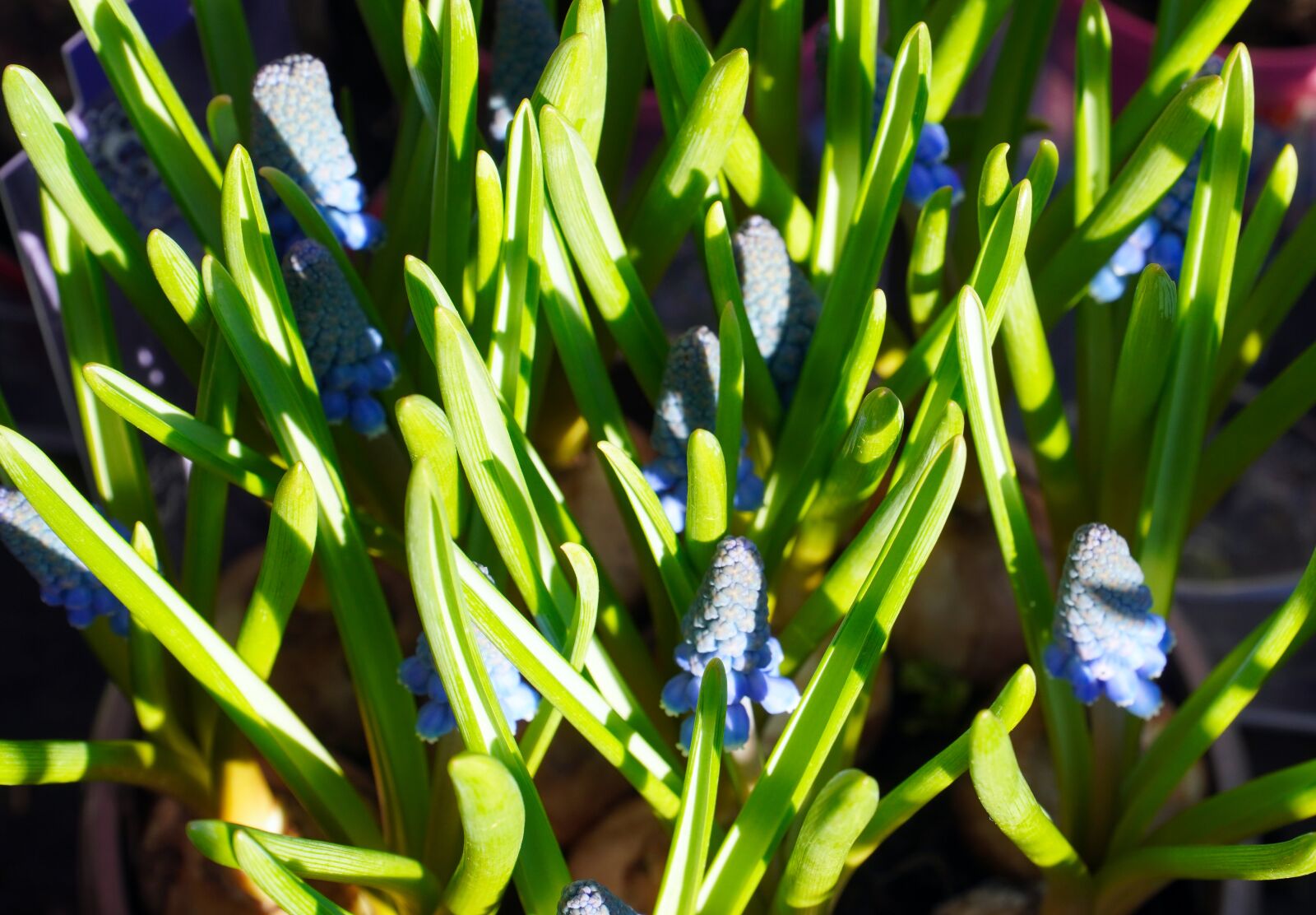 Sony E PZ 18-105mm F4 G OSS sample photo. Flowers, blue, spring photography