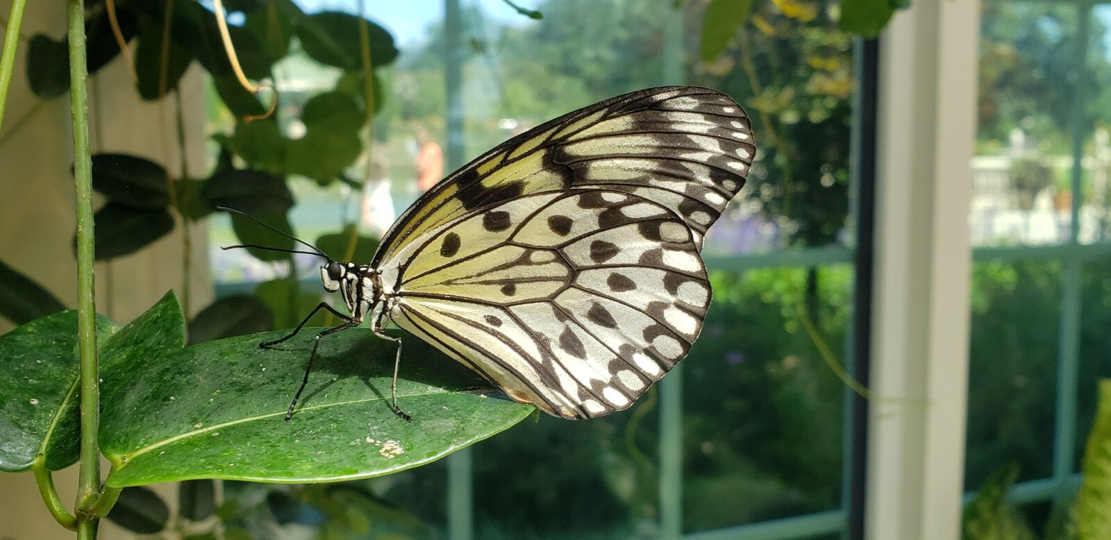 Samsung Galaxy S9 sample photo. Nature, butterfly, insect photography