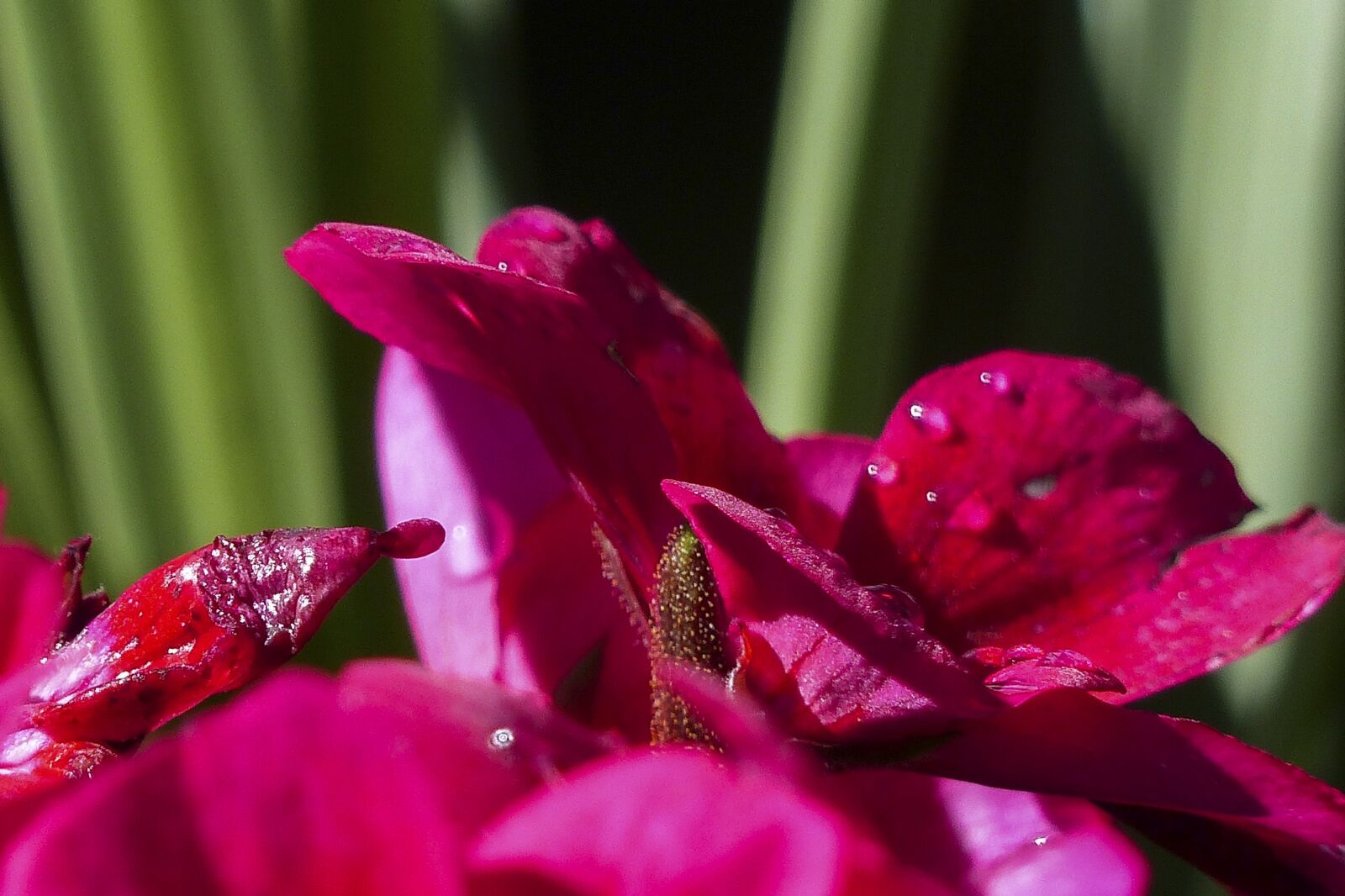 Panasonic Lumix DMC-FZ200 sample photo. Geranium, pink, flower photography