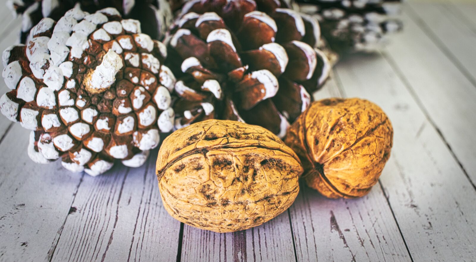 Canon EF-S 24mm F2.8 STM sample photo. Walnut, shell, structure photography