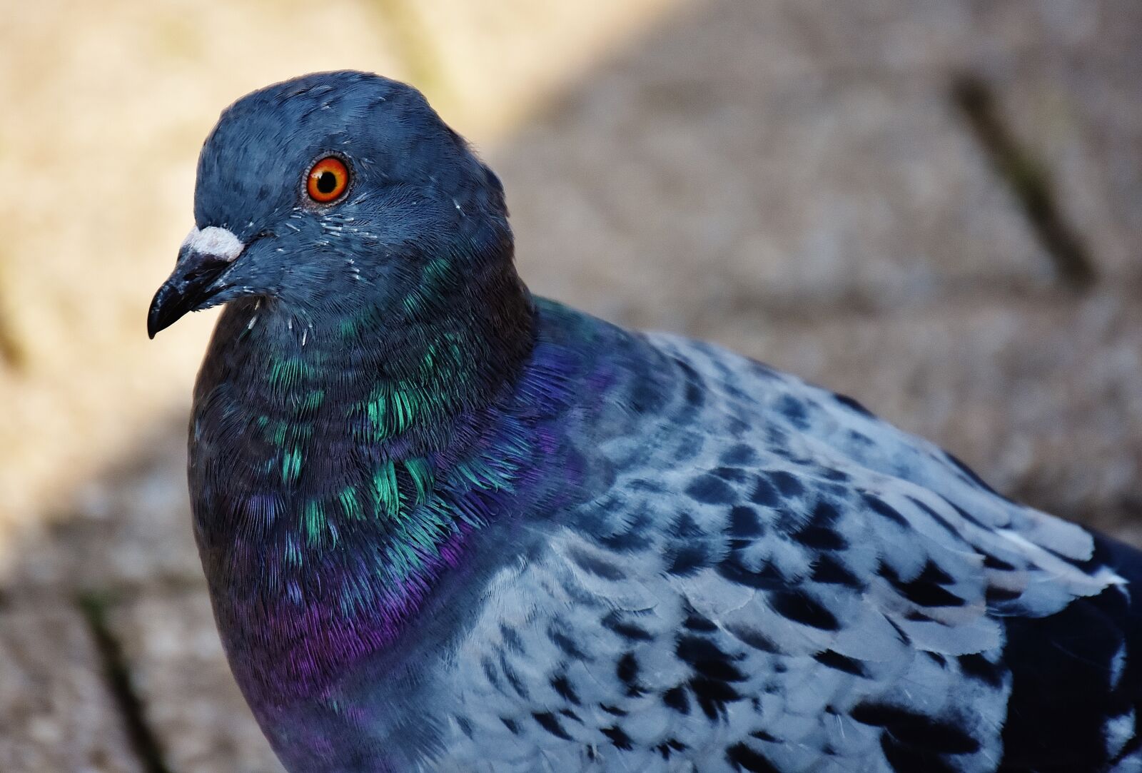 Nikon D7200 sample photo. City pigeon, foraging, dove photography