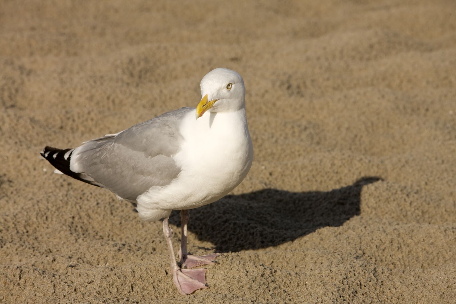 Canon EOS-1Ds Mark III sample photo. Seagull, sand, beach photography