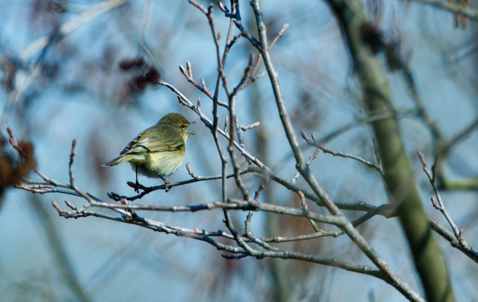 150-600mm F5-6.3 DG OS HSM | Contemporary 015 sample photo. Chiffchaff, branch, bird photography