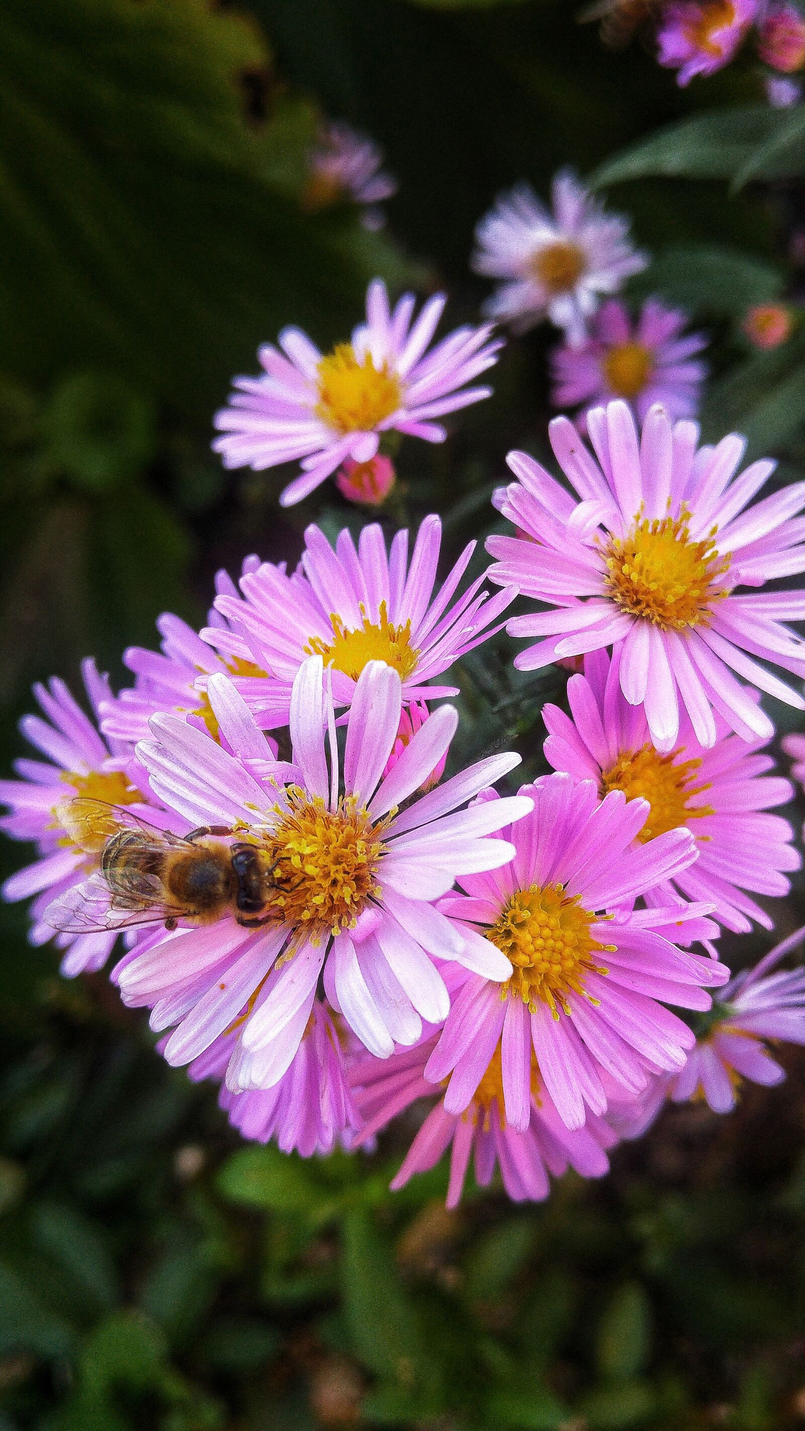 LG G4 sample photo. Flowers, violet, lilac photography