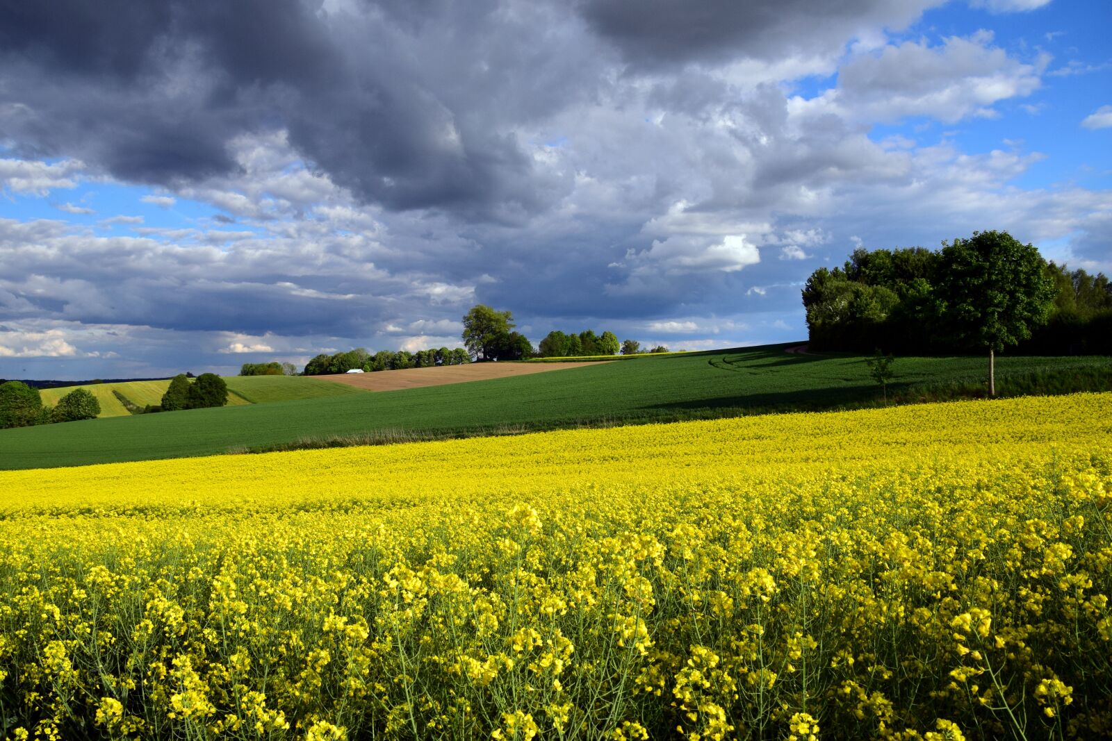 Nikon D3300 sample photo. Oilseed rape, field of photography